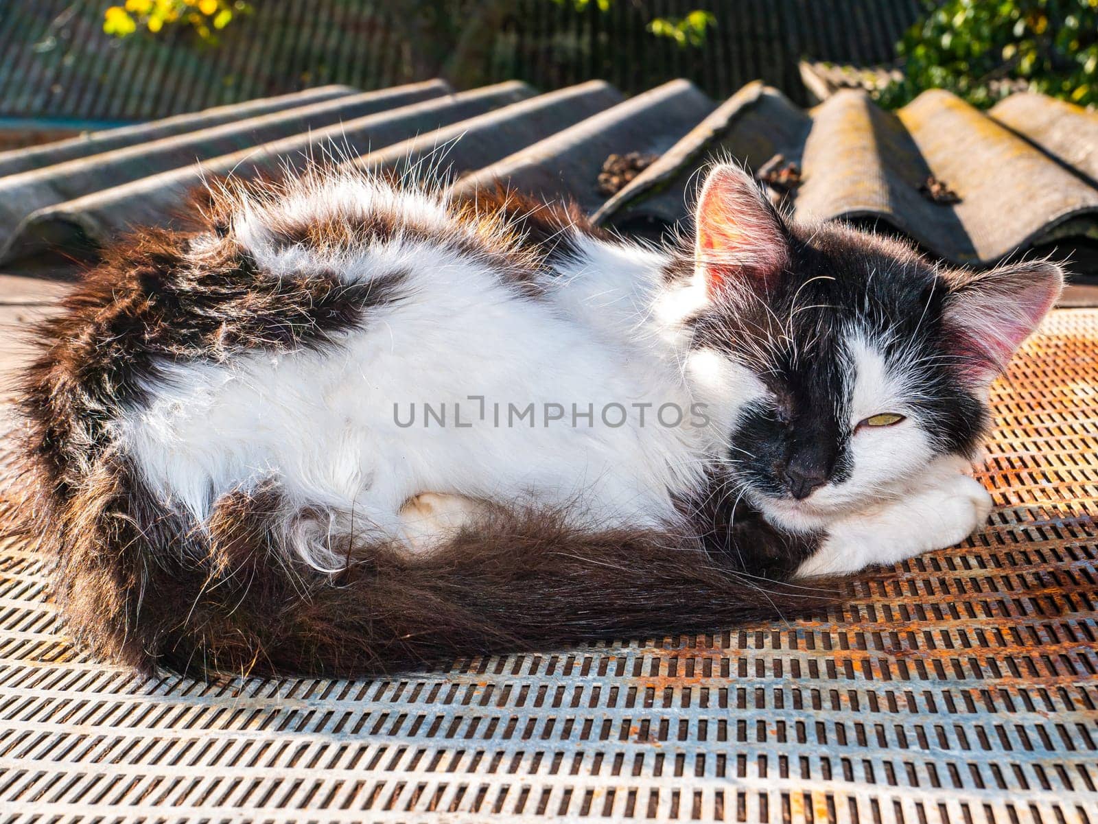 Outbred sleeping cat of black and white colors. The cat sleeps on the roof of the house. Pets. Kitten care. Predators of the kitten family. Animal world. Animal head. Background image. Place for text.