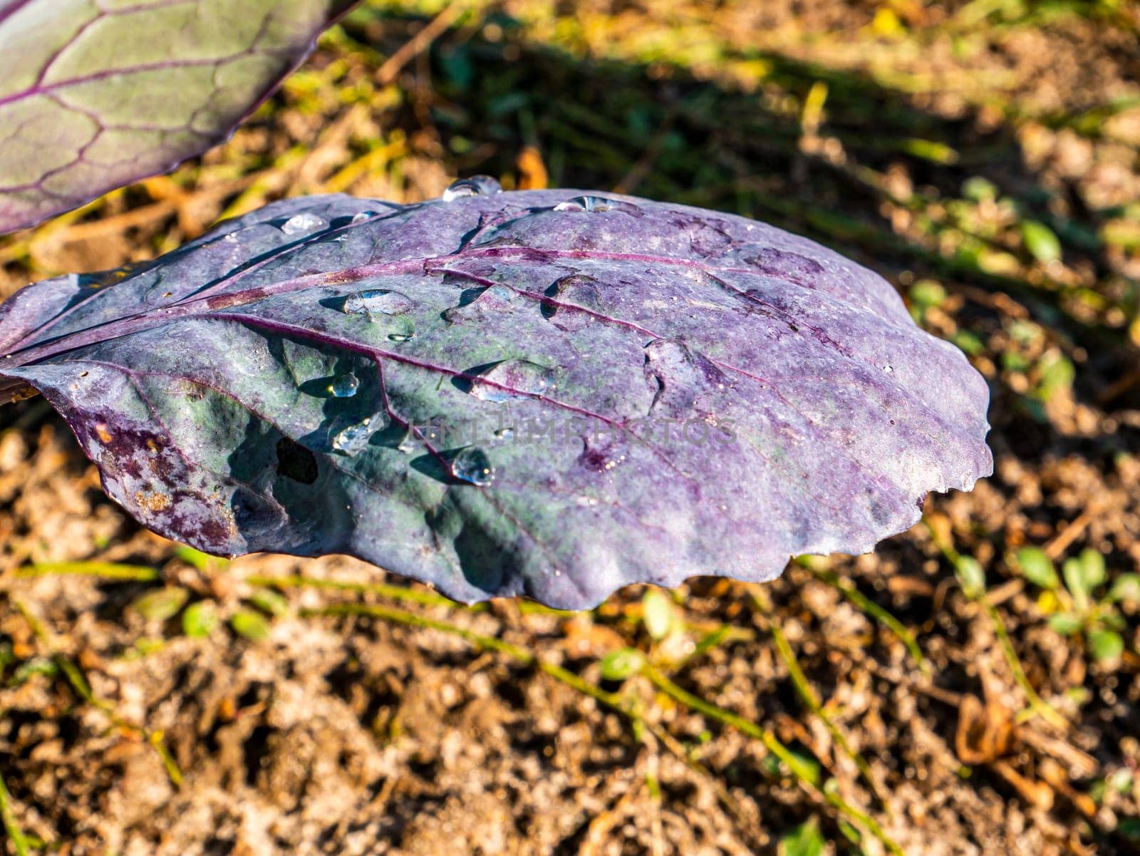 Red cabbage vegetable leaf with water drops. Harvesting red cabbage. Farm field. Agriculture. Showcase of a grocery store. Food photo. Vegetarian food. Place for text. Background image.