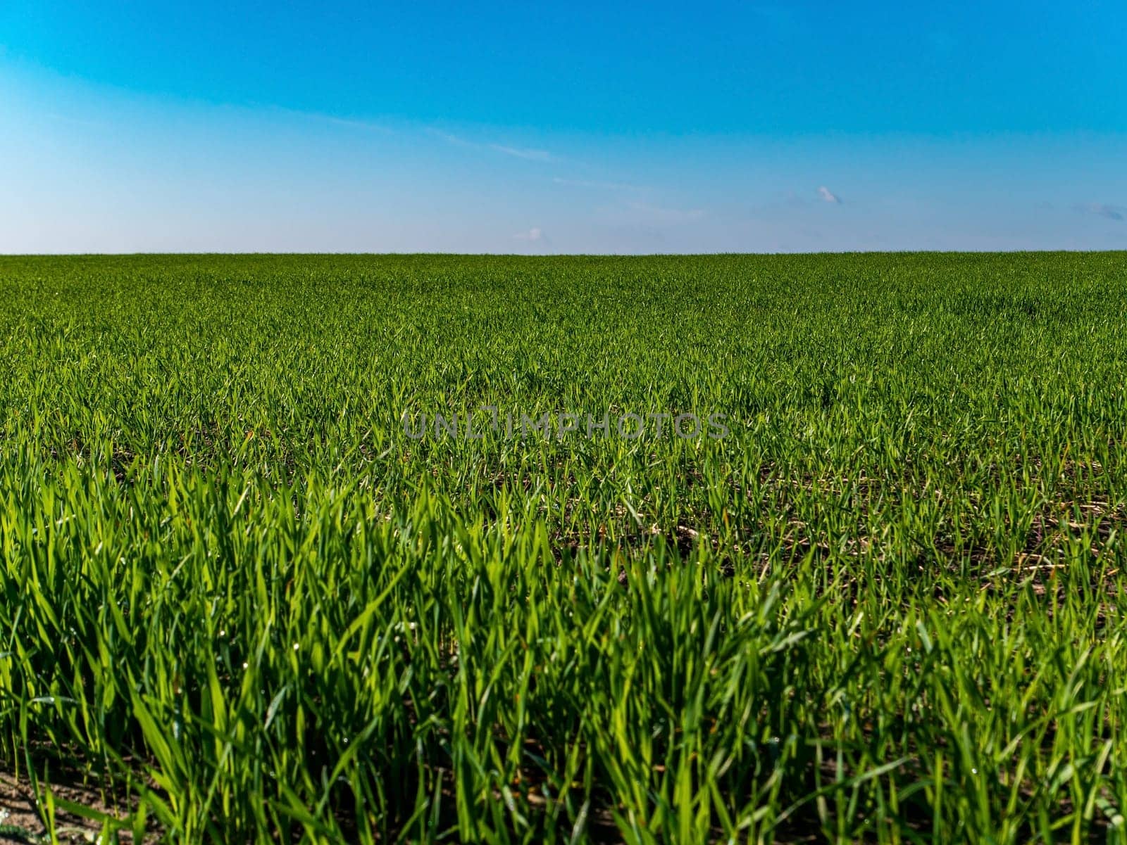 Green agricultural field of winter crops against the blue sky. Farm field of winter crops. Agriculture. Farming. Blue sky. Sunny day. Horizon. Natural landscape. Background image. Place for text.