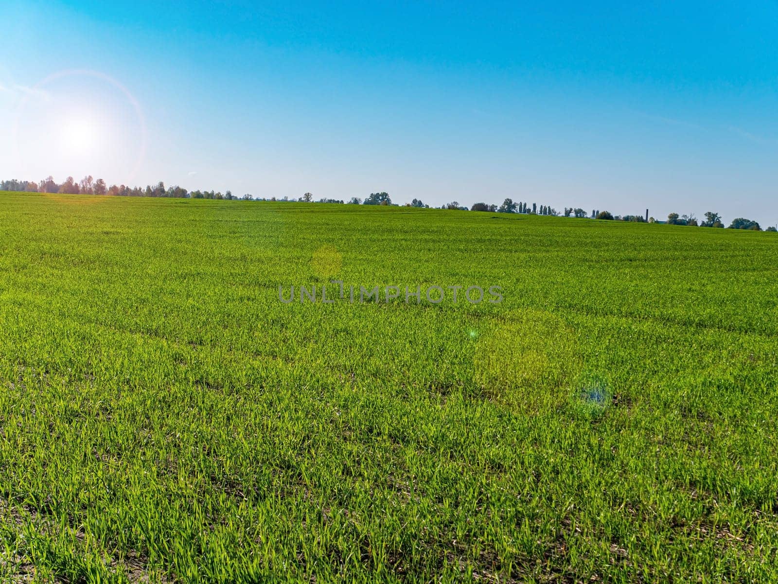 Green agricultural field of winter crops against the blue sky. Farm field of winter crops. Agriculture. Farming. Blue sky. Sunny day. Horizon. Natural landscape. Background image. Place for text.