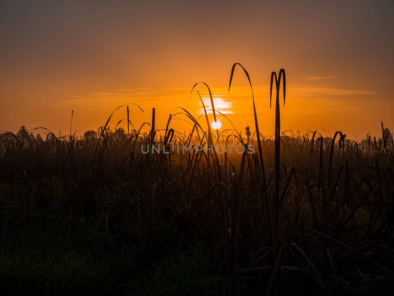 Water reed in the rays of the rising sun. Morning dawn. Evening sunset. Evening dawn. Fog over the meadow. Water reed. Fishing place. Hunter's place. Natural landscape. Background image.
