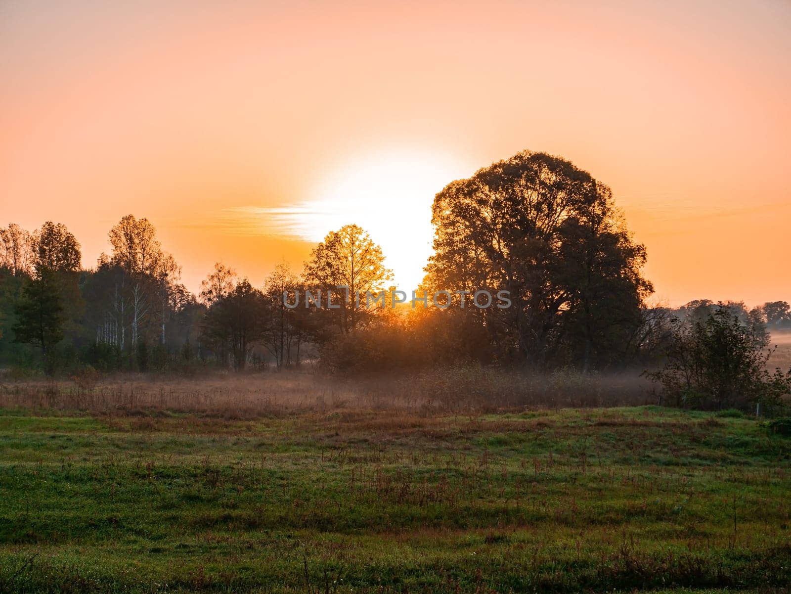 Orange sunrise over a meadow in fog. Orange sunny sunset over the horizon. Trees on the horizon. Morning fog over the meadow. The morning dawn of the rising sun. Evening dawn of the sunset.