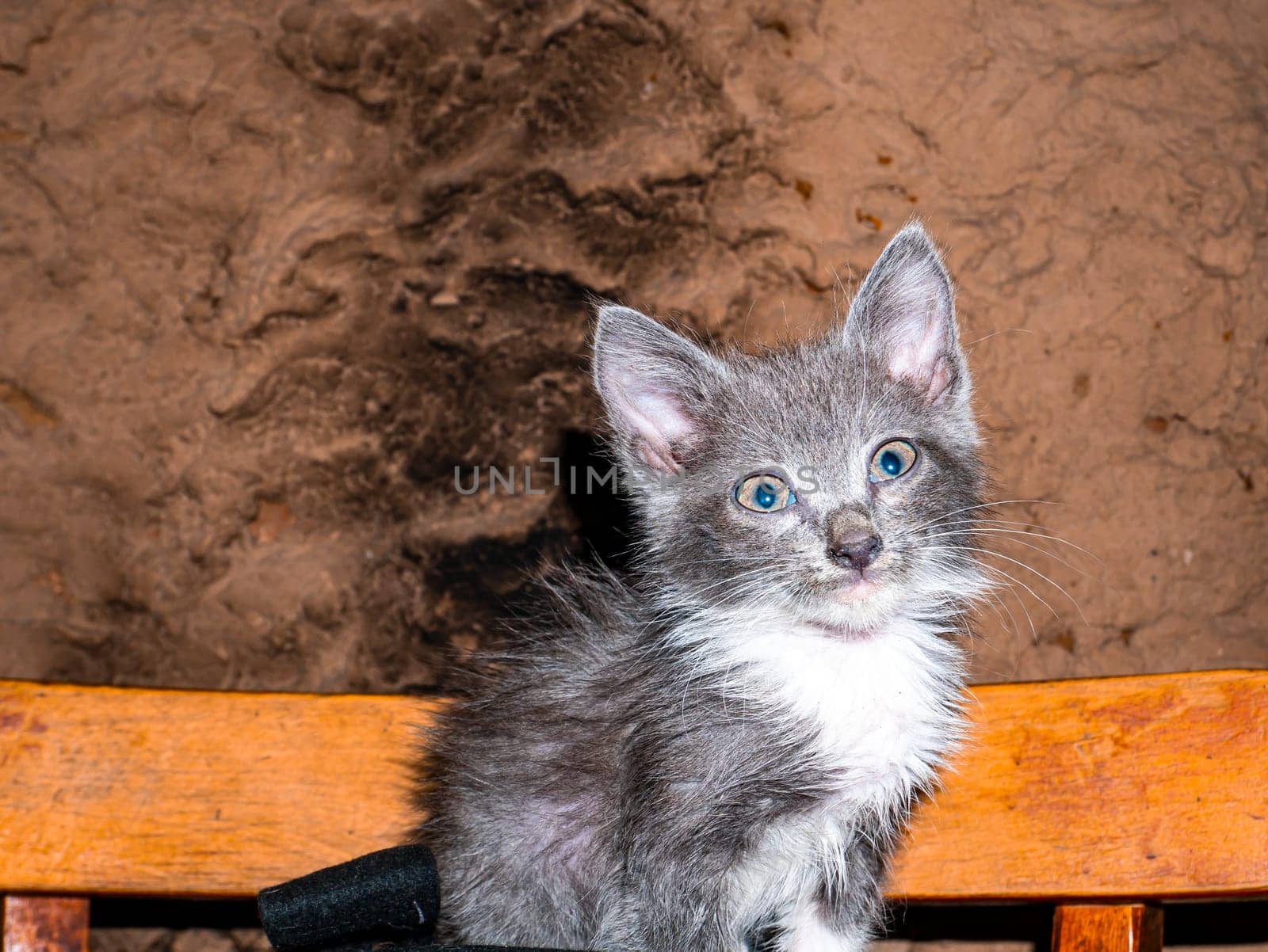 A gray kitten with blue eyes looks into the lens. Not a purebred domestic cat. Pets. Young kittens. Predators of the cat family. Nature. Animal head. Animal eyes. Background.