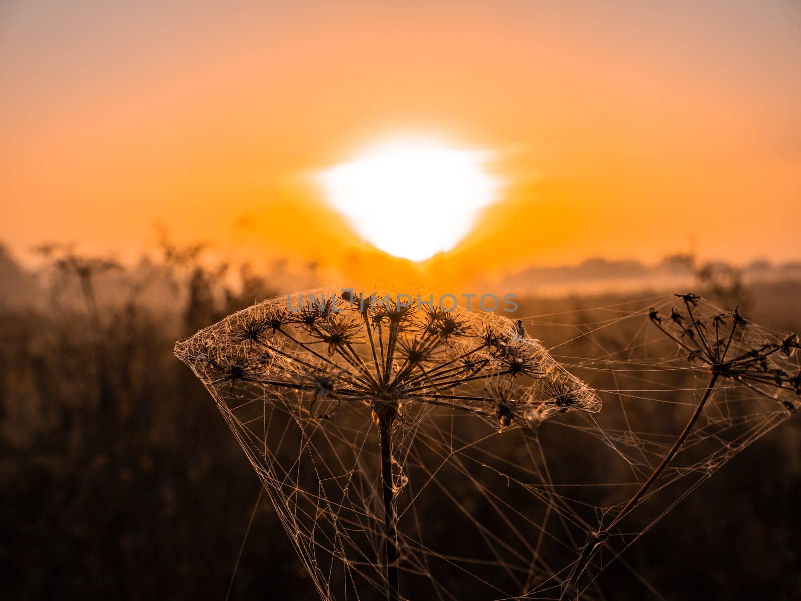 Meadow plant with cobwebs in the rays of the rising sun. Morning dawn. Evening sunset. Evening dawn. Fog over the meadow. Cobweb on a dry field plant. Natural landscape. Background image.