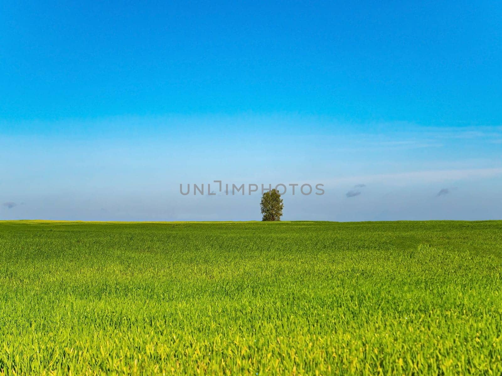 A lonely tree on a green winter field. Lonely tree. Farm field of winter crops. Agriculture. Farming. Blue sky. Sunny day. Horizon. Natural landscape. Background image. Place for text. Poster.
