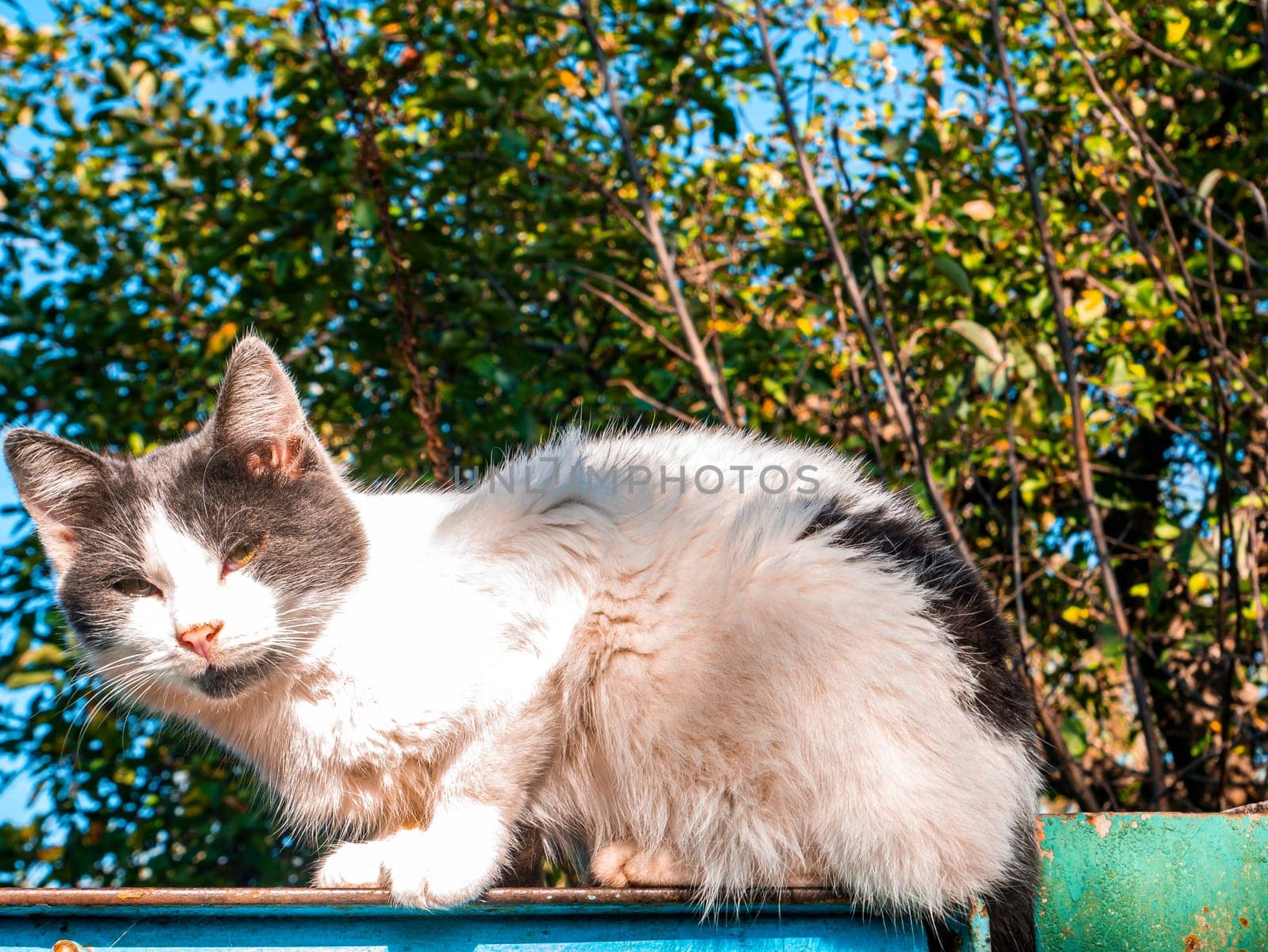 A white cat with gray ears looks into the lens. Not a purebred domestic cat. Pets. Young kittens. Predators of the cat family. Natural background. Animal head. Animal eyes. Background.