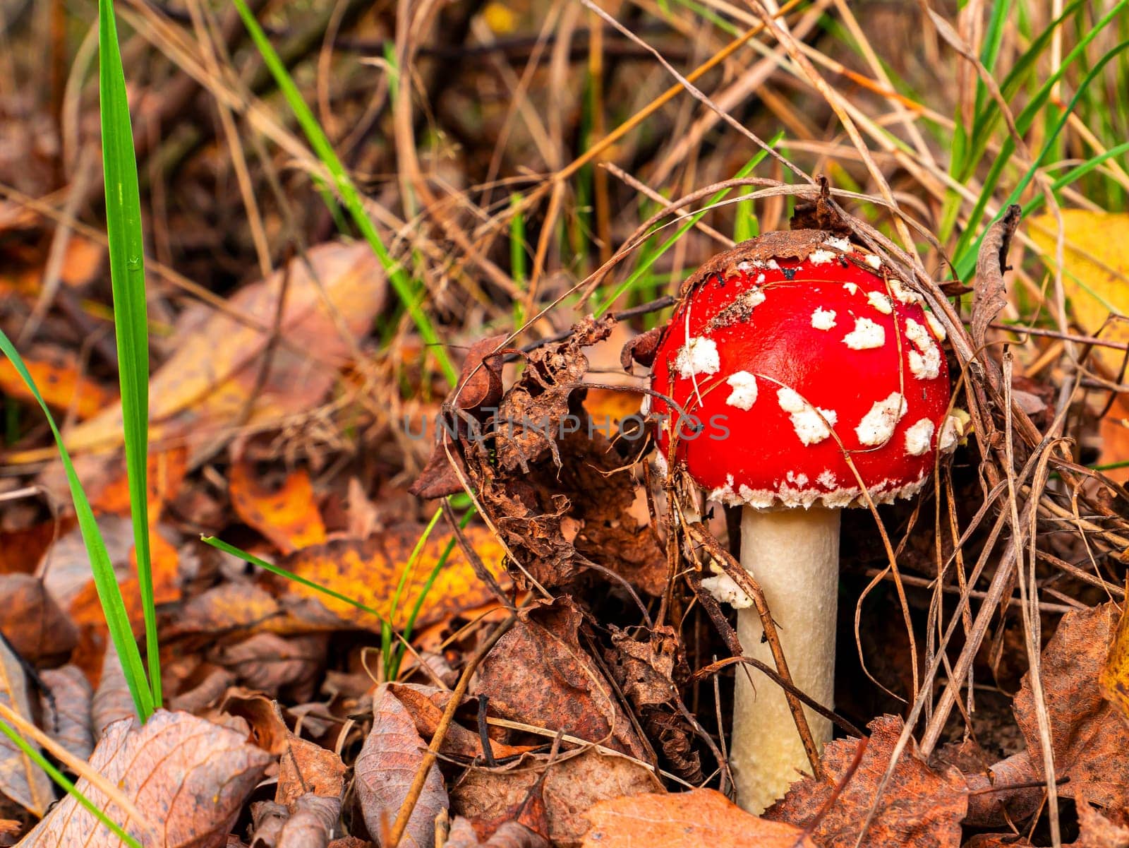 Inedible mushroom red fly agaric growing in the forest. Poisonous mushroom red fly agaric. Forest harvesting. Mycelium. Green grass. Natural background. Clear sunny weather. Danger. Background.