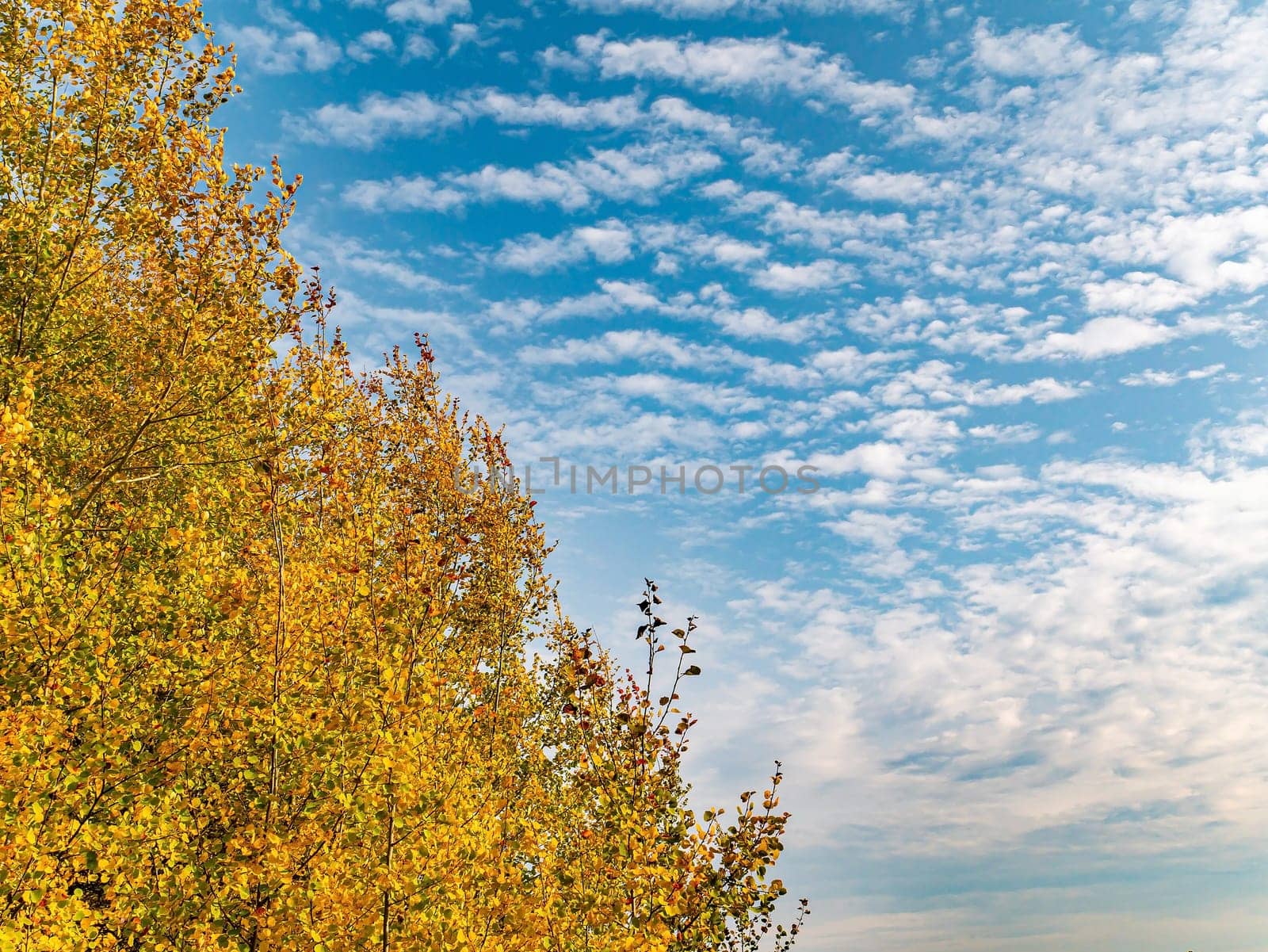 Yellow autumn foliage of trees against the blue sky. Yellow autumn deciduous grove. Blue sky with white clouds. White clouds. Natural landscape. Horizon. Natural season. Clear sunny weather.