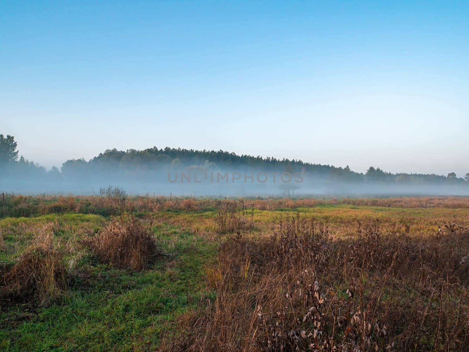 Morning fog in the meadow against the background of the forest horizon. Evening fog. Blue sky. Green meadow. Rural field. Pine forest on the horizon. Natural landscape. Background image.