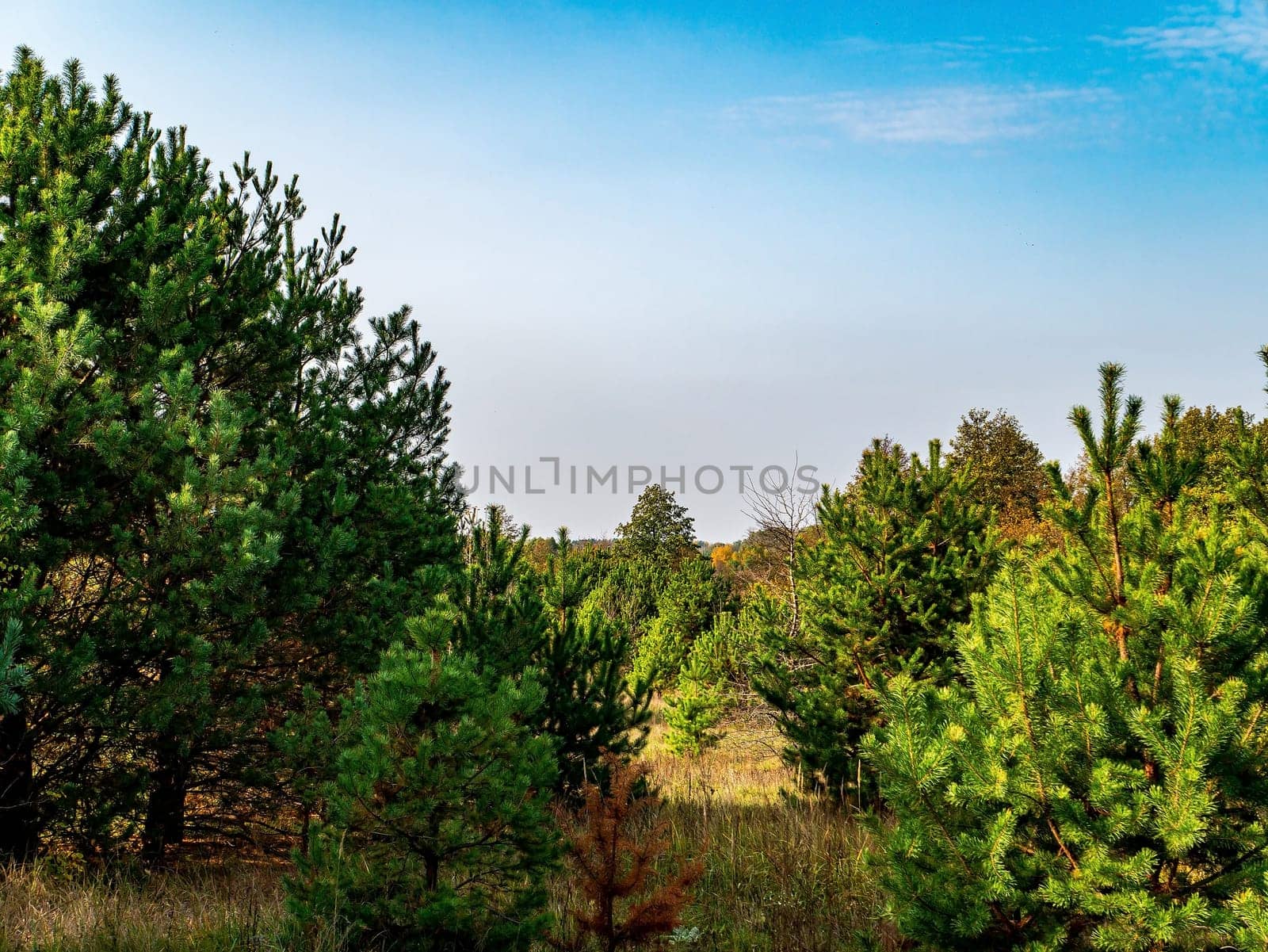 Pine forest against the blue sky on the horizon. Pine forest. Spruce. Blue sky with white clouds. White clouds. Clear sunny day. Clear sunny weather. Natural landscape. Natural background.