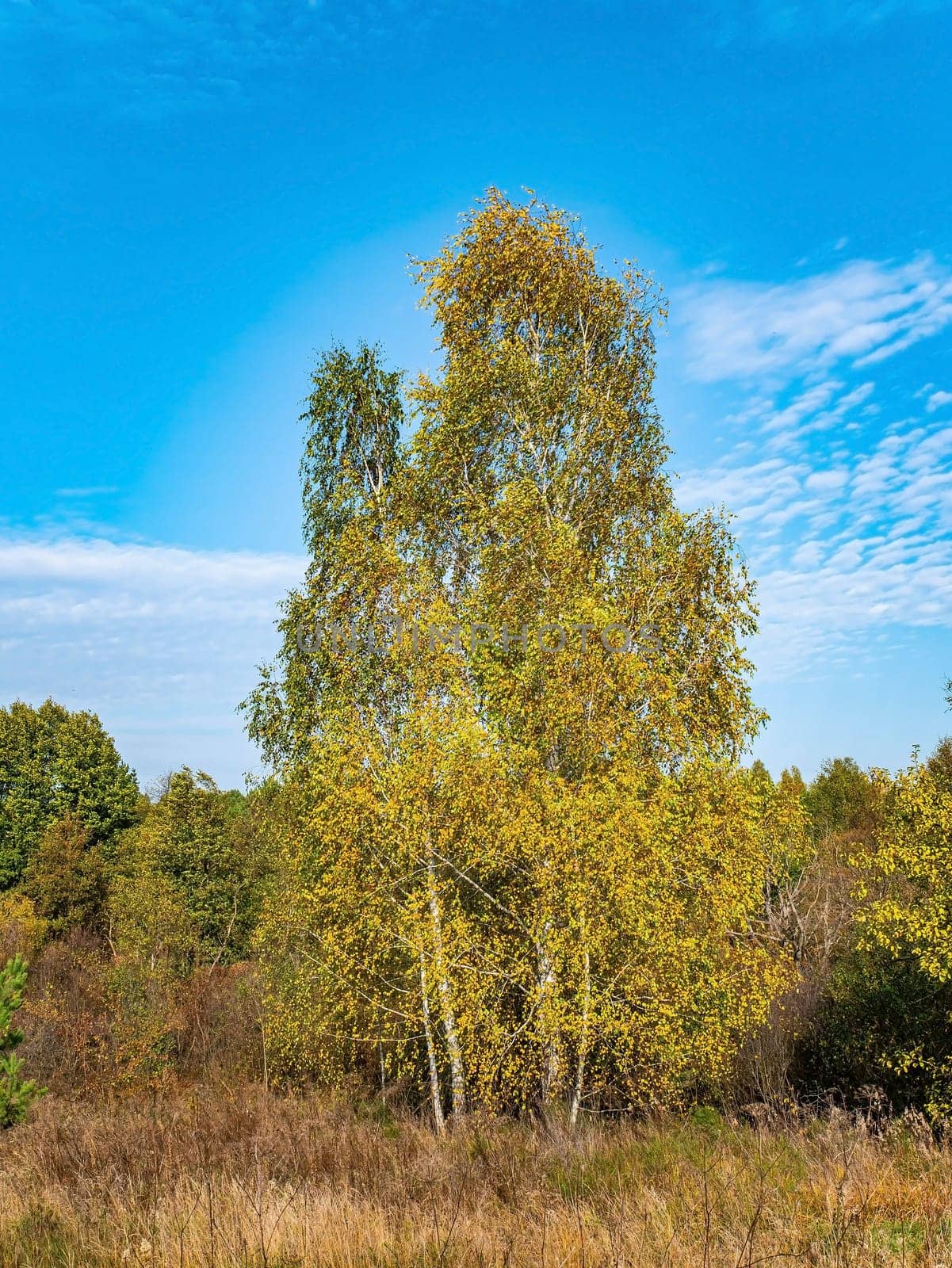 White birch trees against the blue sky. Yellow autumn foliage. Birch tree. Blue sky with clouds. White clouds. Autumn season. Clear sunny weather. Natural landscape. Daytime. Background image.