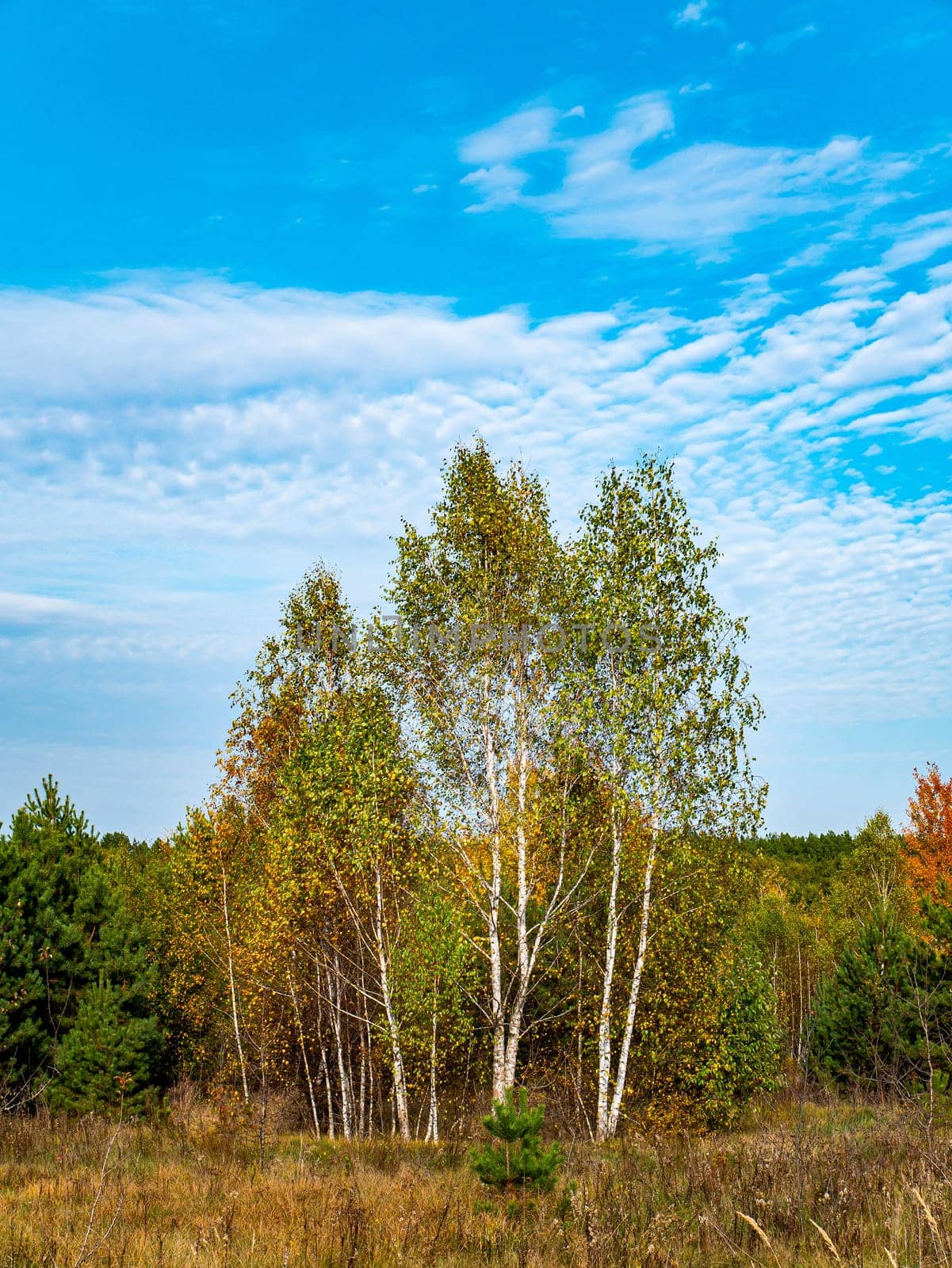 White birch trees against the blue sky. Yellow autumn foliage. Birch tree. Blue sky with clouds. White clouds. Autumn season. Clear sunny weather. Natural landscape. Daytime. Background image.