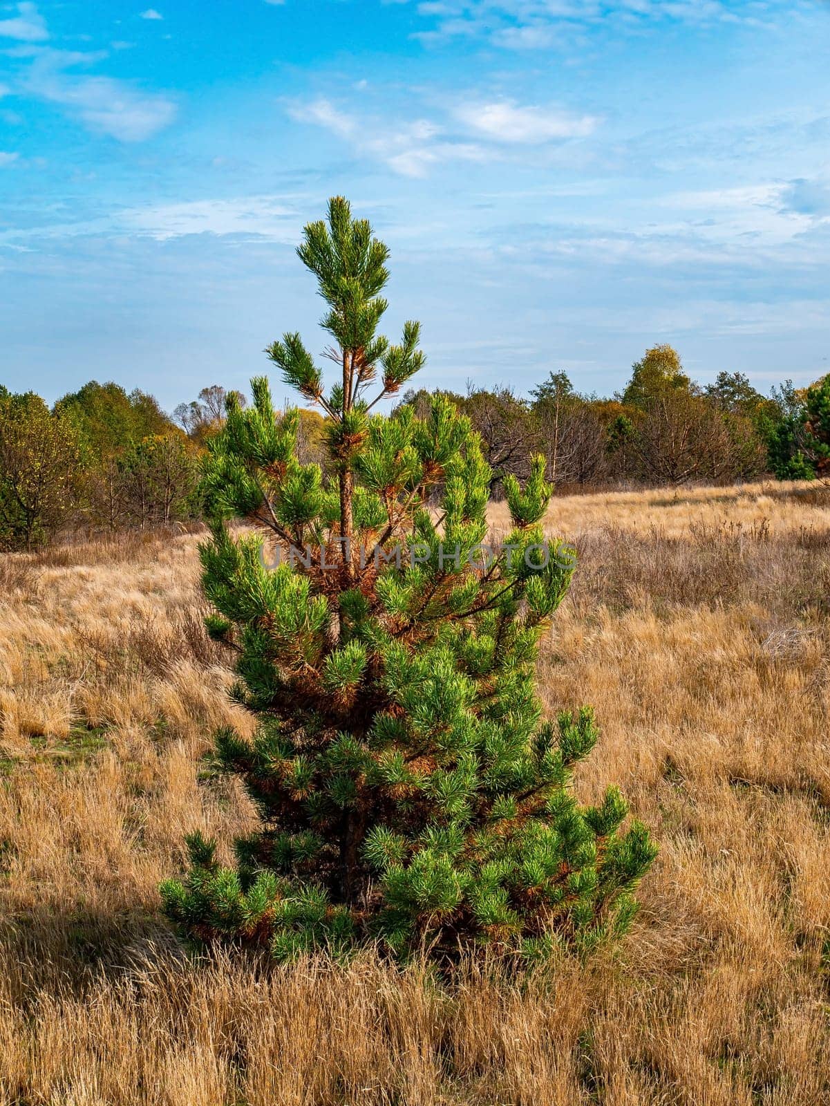 Lonely green pine tree against the blue sky. Dry wood. Deciduous trees. Green meadow. Pine forest. Blue sky with white clouds. Background image. Summer sunny day. Horizon.