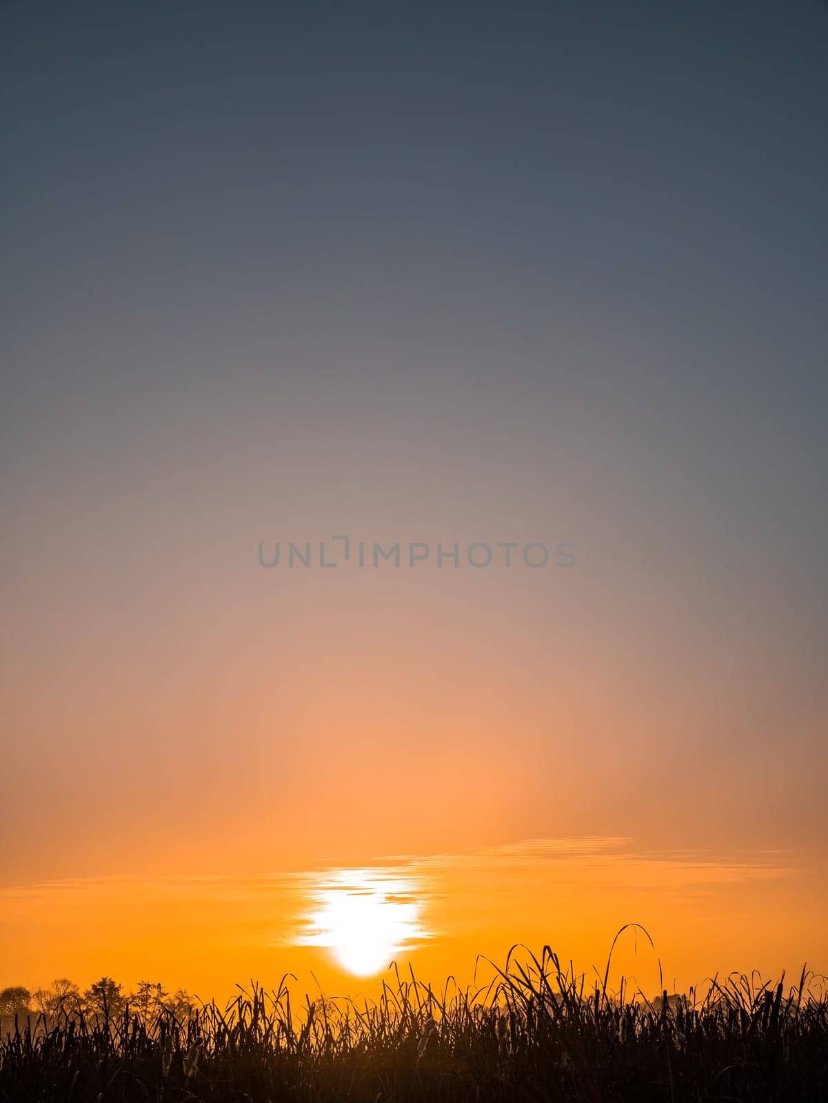 Orange sunrise over a meadow in fog. Orange sunny sunset over the horizon. Trees on the horizon. Morning fog over the meadow. The morning dawn of the rising sun. Evening dawn of the sunset.