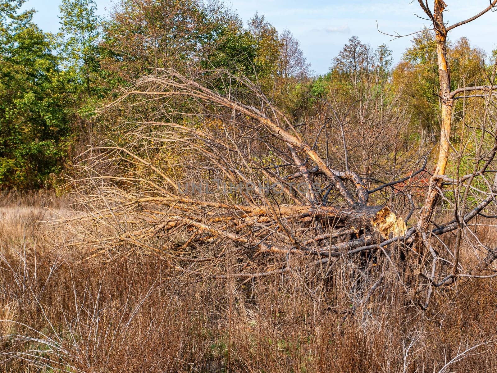 A pine tree broken by a hurricane lies on the grass. Dry wood. Deciduous trees. Green meadow. Pine forest. Aftermath of the storm. Background image. Summer sunny day. Horizon.