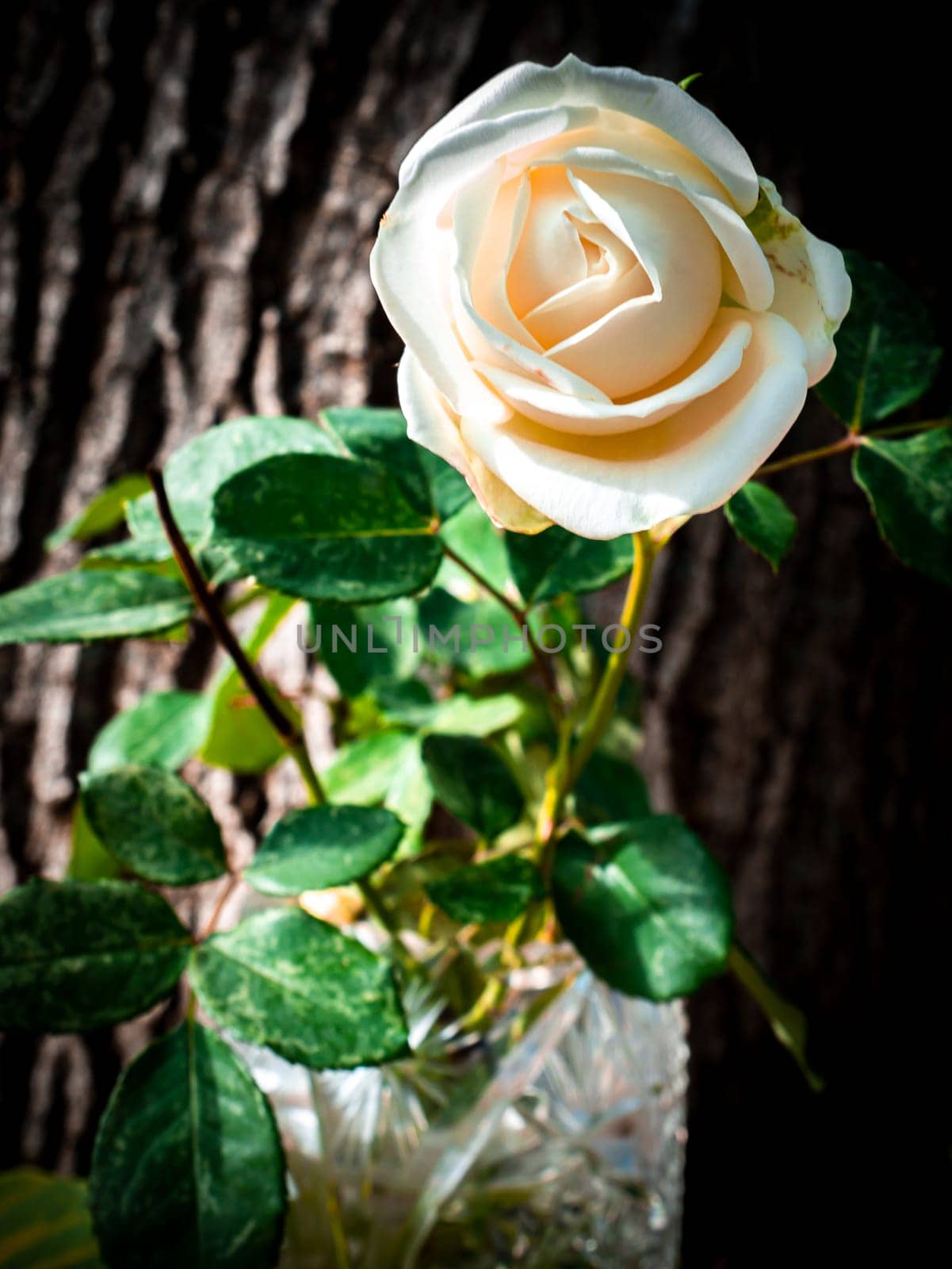 White rose flower in a vase on a wood background. Bouquet of white roses. Wedding bouquet of flowers. Valentine's Day. Mothers Day. Birthday. Celebration. Greeting card. Background image.