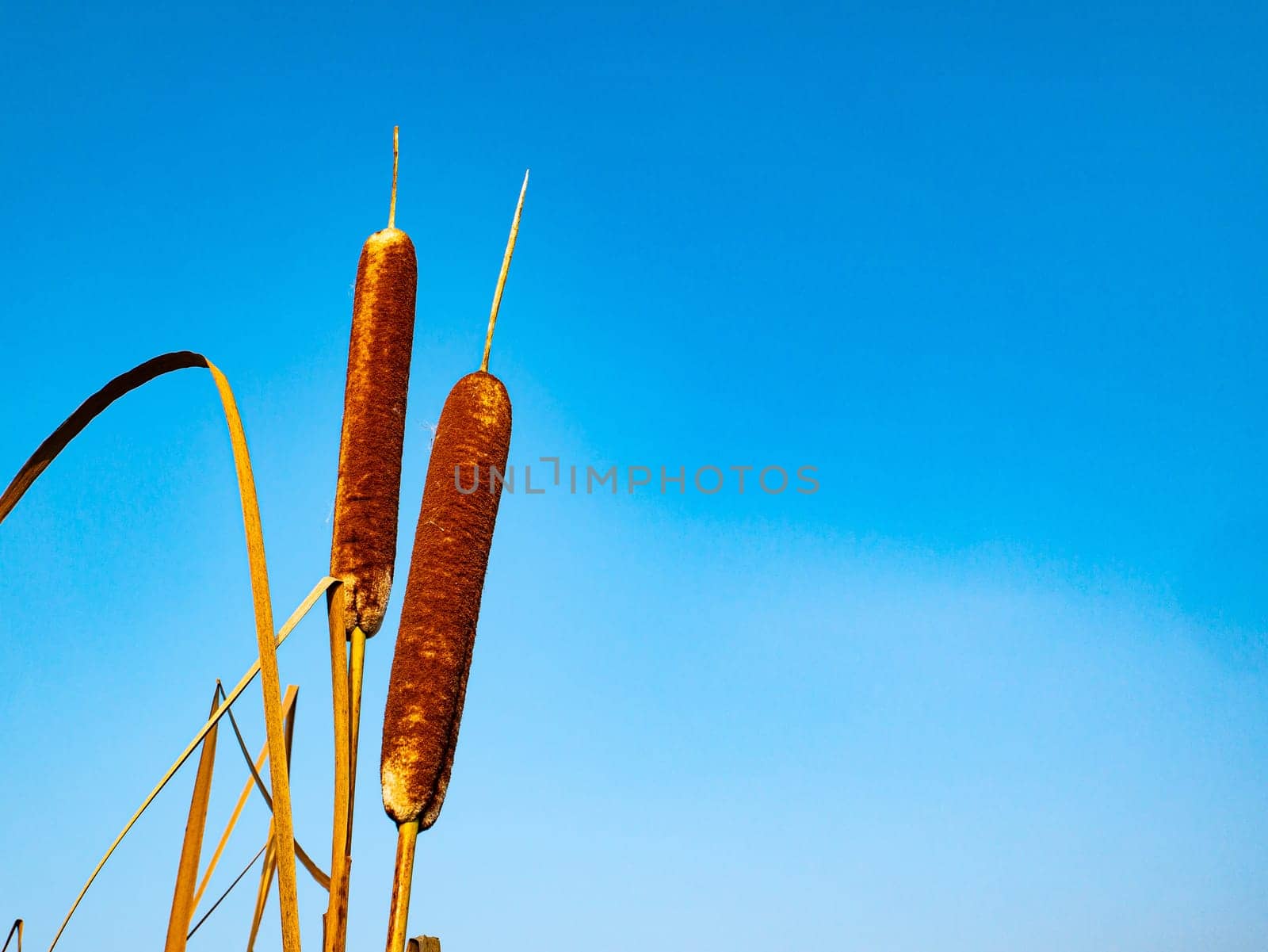 Reed aquatic plant on a background of blue sky. Water reed against the blue sky. Reed plant on the shore of a reservoir. River reeds. Natural background. Fisherman's place. Hunter's place.