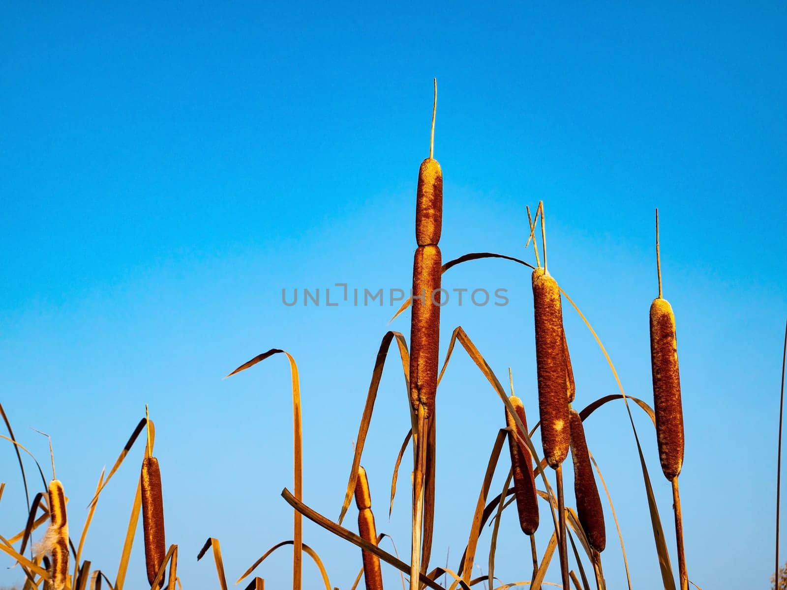 Reed aquatic plant on a background of blue sky. Water reed against the blue sky. Reed plant on the shore of a reservoir. River reeds. Natural background. Fisherman's place. Hunter's place.