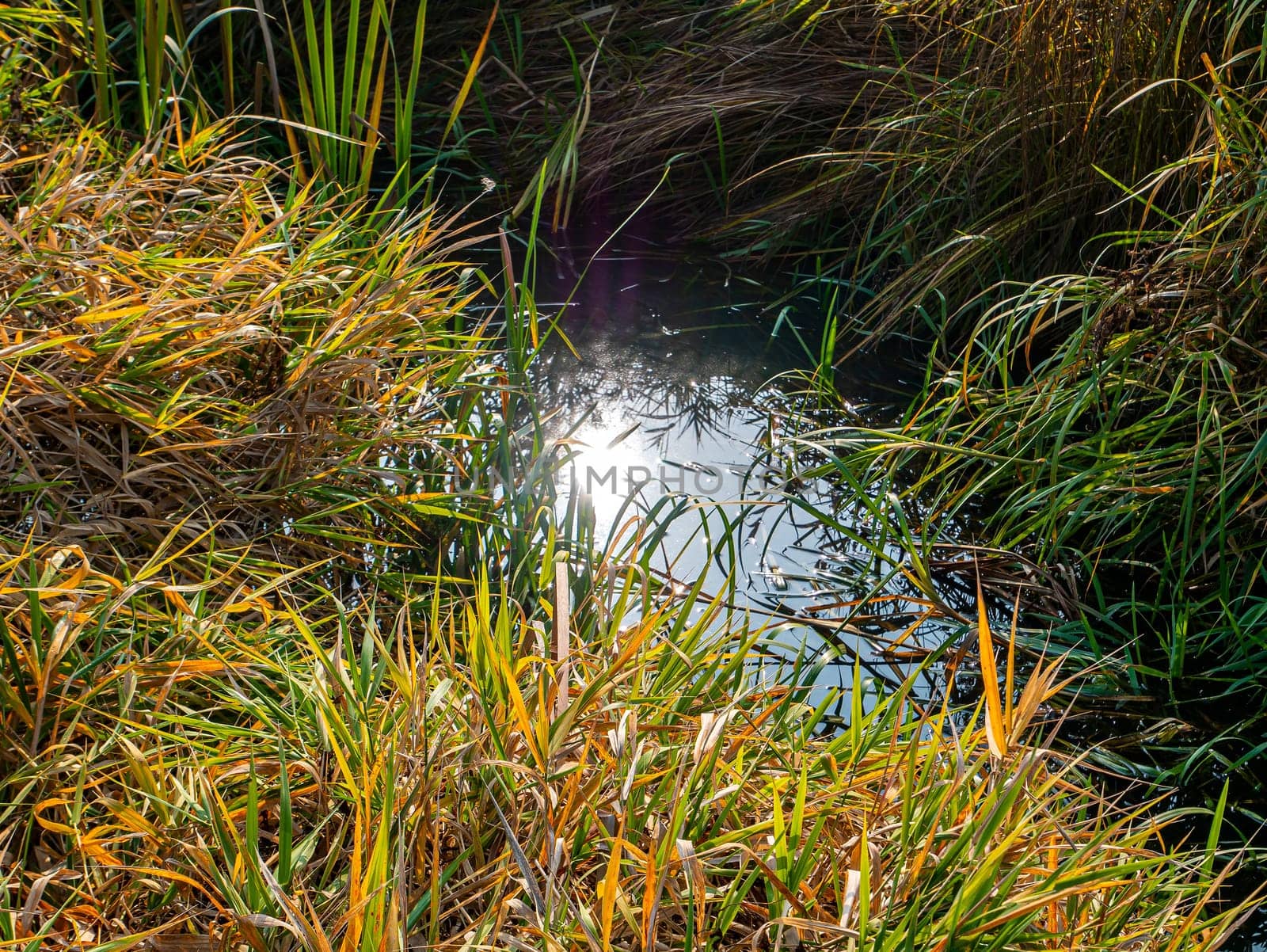 The sun is reflected in the water of a natural reservoir. The sun's rays are reflected in the water. Green grass. Natural background. Natural landscape. Green lawn. Weather. Background image.