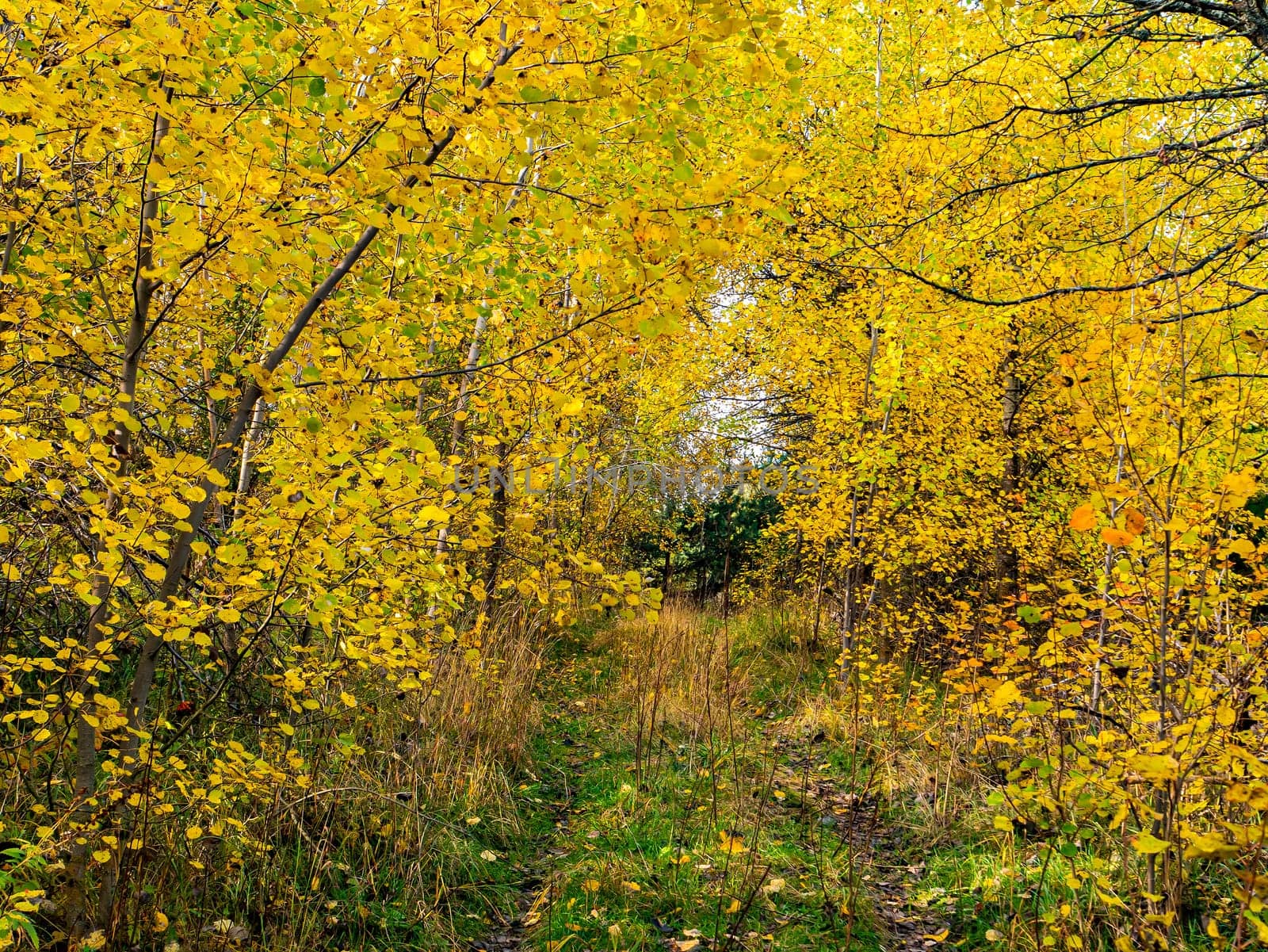 Dirt road overgrown with green grass in the autumn forest. Forest trail. Dirt road. Yellow autumn foliage of trees. Natural landscape. Background image. Impassable places. Transport direction.