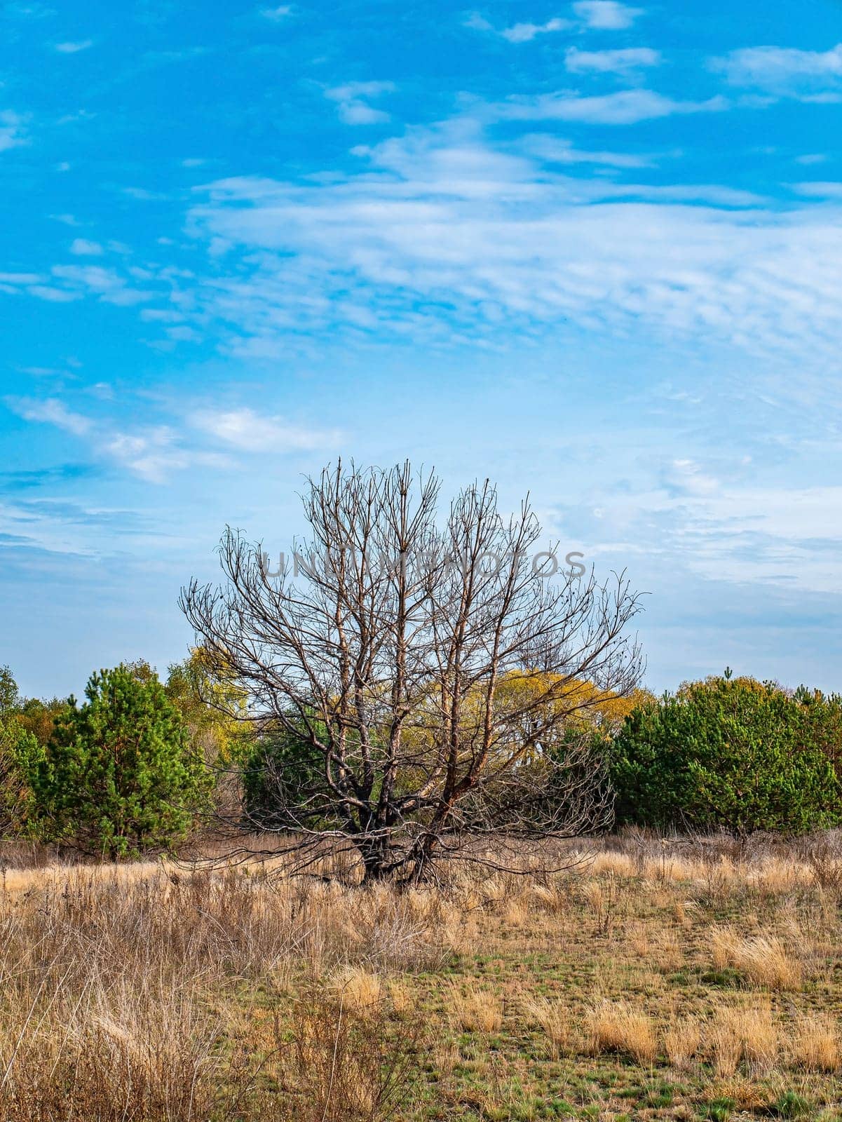 Lonely dry tree without leaves against the blue sky. Dry wood. Deciduous trees. Green meadow. Pine forest. Blue sky with white clouds. Background image. Summer sunny day. Horizon.