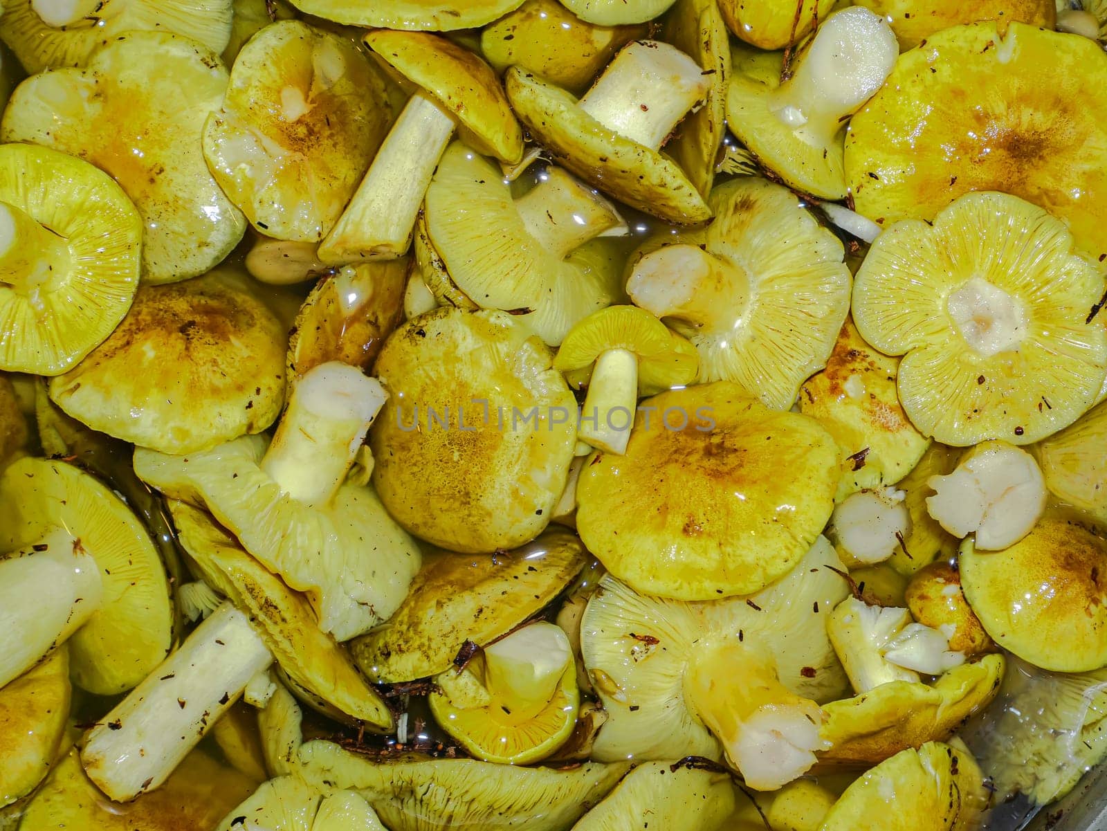 Harvest of edible forest mushroom Tricholoma equestre. Tricholoma equestre mycelium. Green mushroom. Mycelium. Harvesting forest. Autumn season. Cooking food. Natural food. Background image.