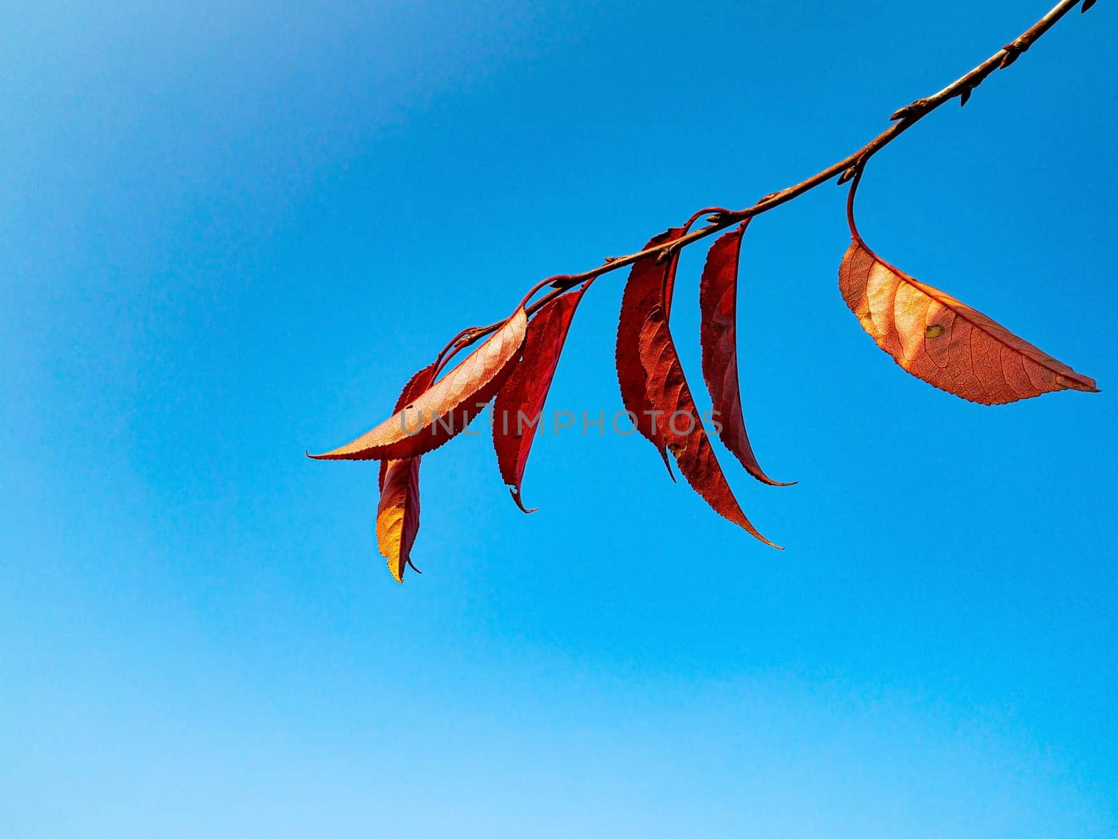 Red autumn leaves against the blue sky. Cherry fruit tree leaves. Autumn season. Blue sky. Clear sunny day. Background image. Place for your text. Poster. Cloudless weather.