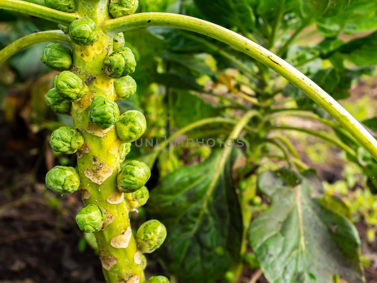 Harvest Brussels sprouts vegetables on a farm field. Brussels sprouts. Vegetable harvest in the agricultural field. Agriculture. Farming crop production. Shop window. Background image.