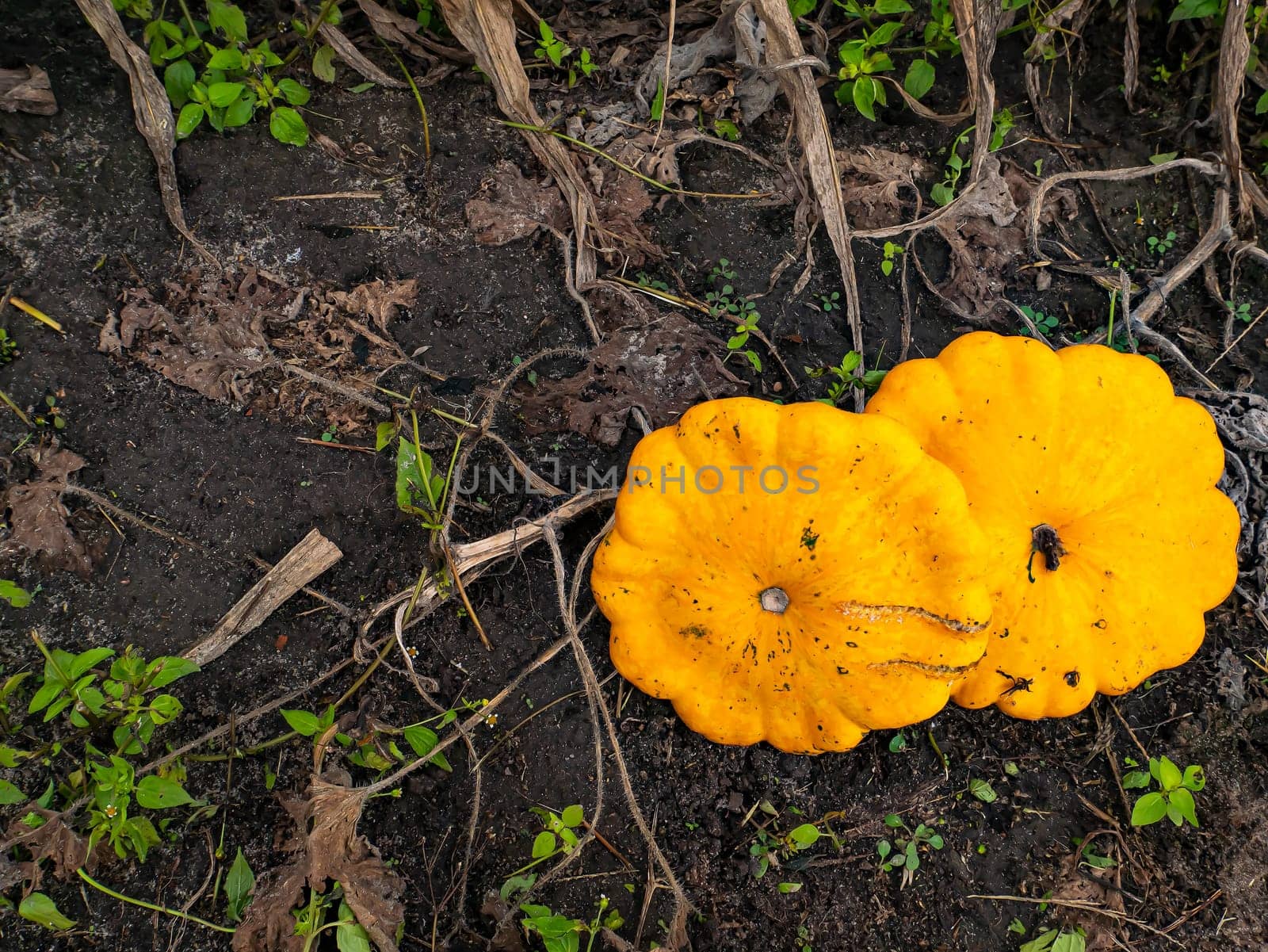 Harvest of yellow squash vegetables on a farm field. Harvest vegetables. Pumpkin family. Patisoona agricultural crop. Agriculture. Zucchini on a farm field. Background image. Place for your text.