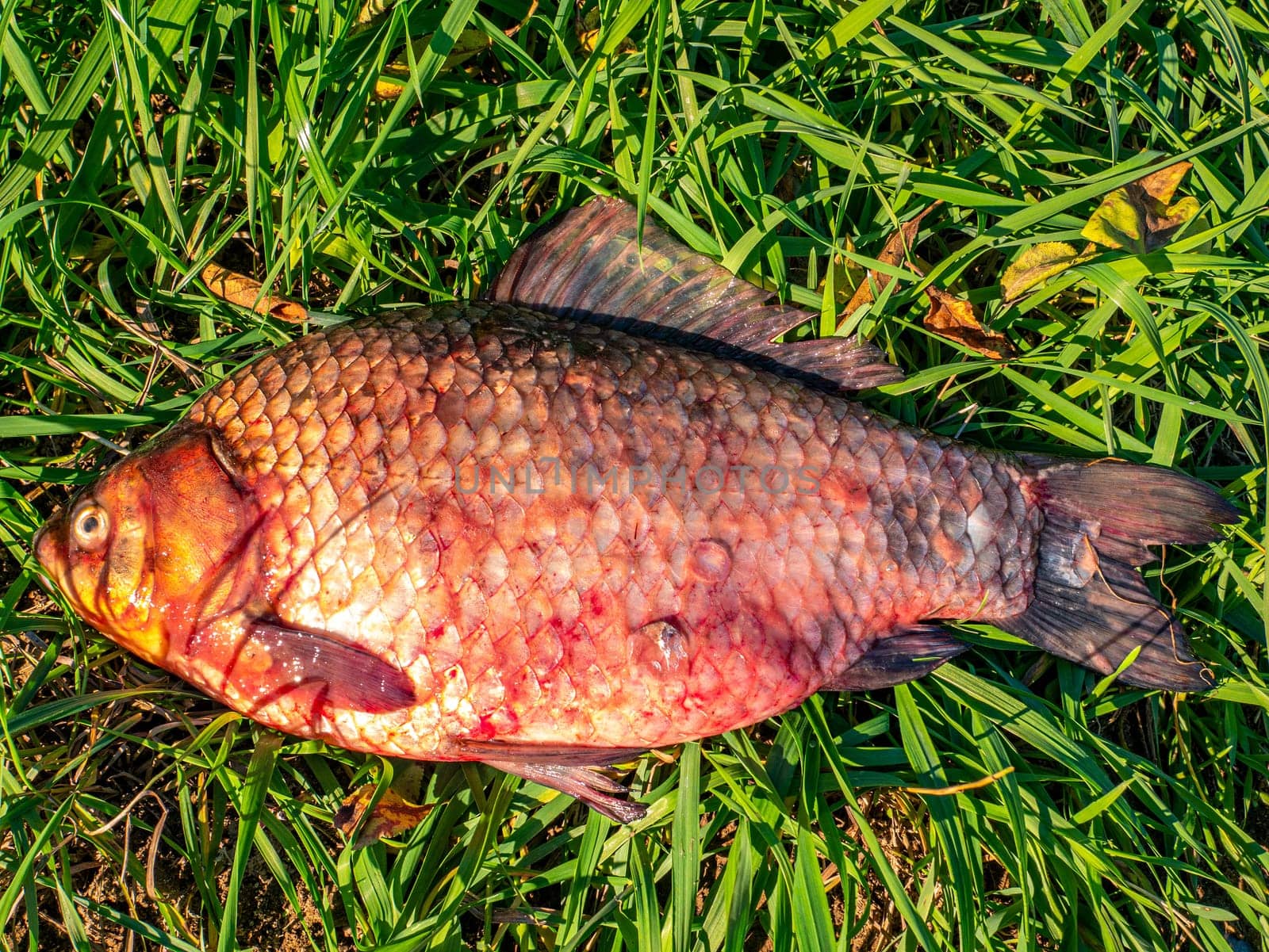 Fish carp lies on the green grass fishing catch. Fishing catch. Fish crucian. Freshwater. River crucian carp. Green grass. Leisure activities. Background image. Fisherman's trophy.