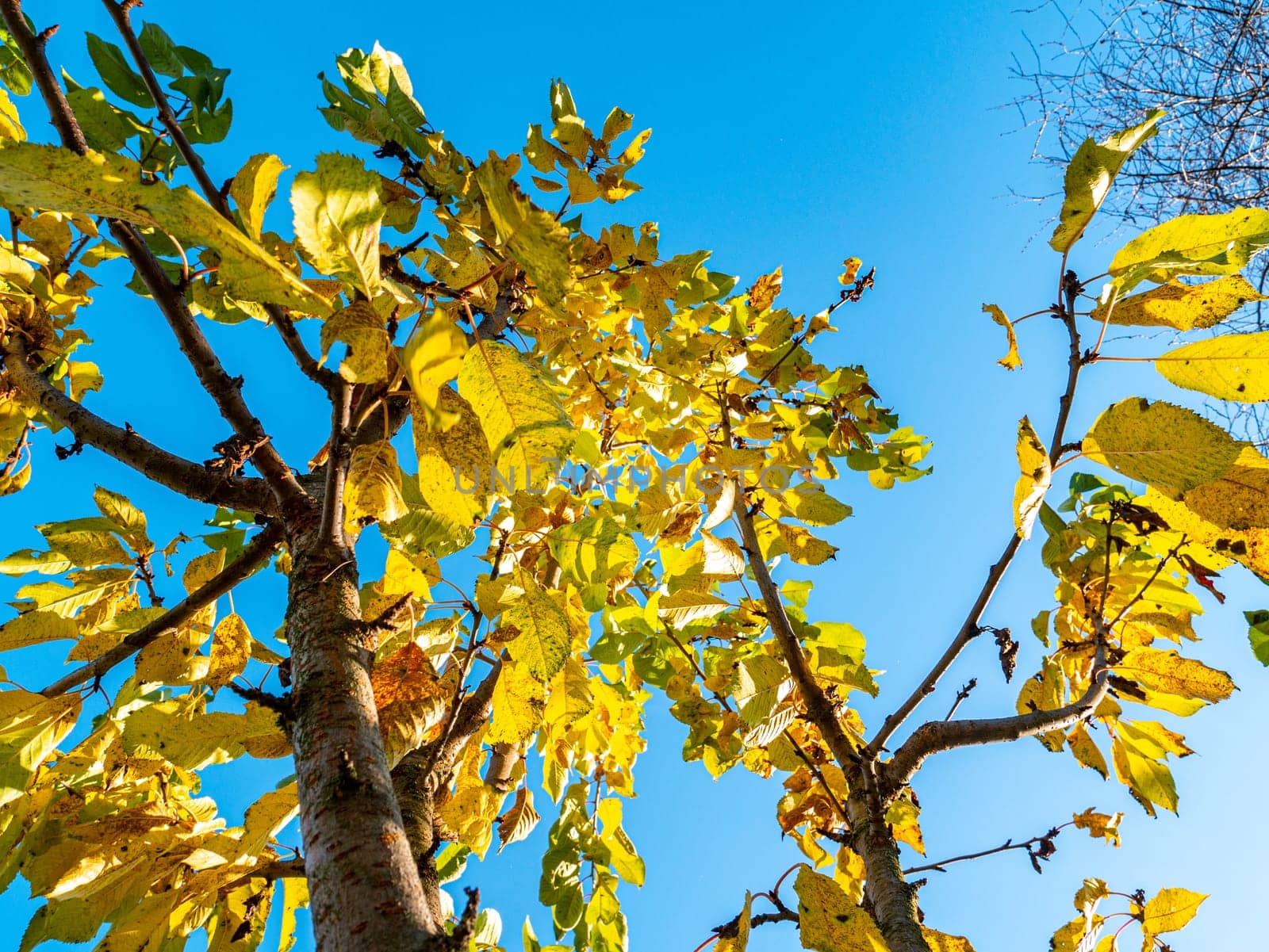 Yellow foliage of the crown of a tree against the blue sky. Yellow autumn foliage. Tree trunk. Blue cloudless sky. Clear sunny day. Autumn season. Weather. Natural landscape. Background.