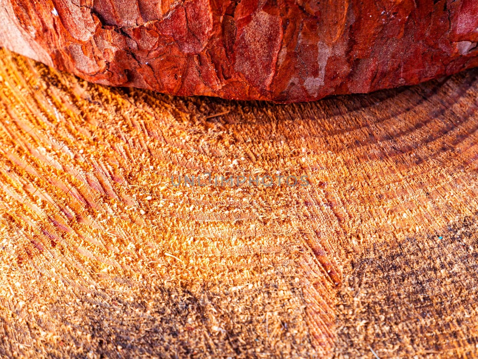 Pine tree trunk cross section surface texture. The spread of the tree. Logging. Background image. Sawmill wood. Deforestation. Pine cut surface structure. Place for text. Texture.