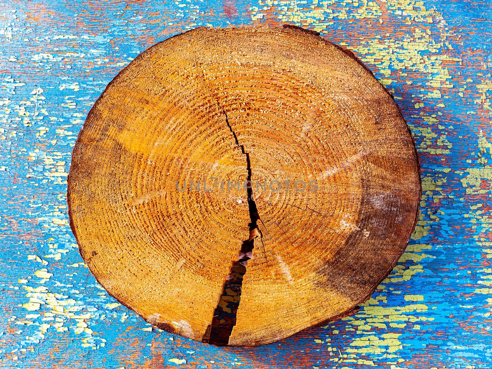 A crack in a cross section of a tree. The texture of a cross section of a pine trunk. A crack in a pine tree. Deforestation. Aging process. Background image. Place for text. Cracks. Poster.