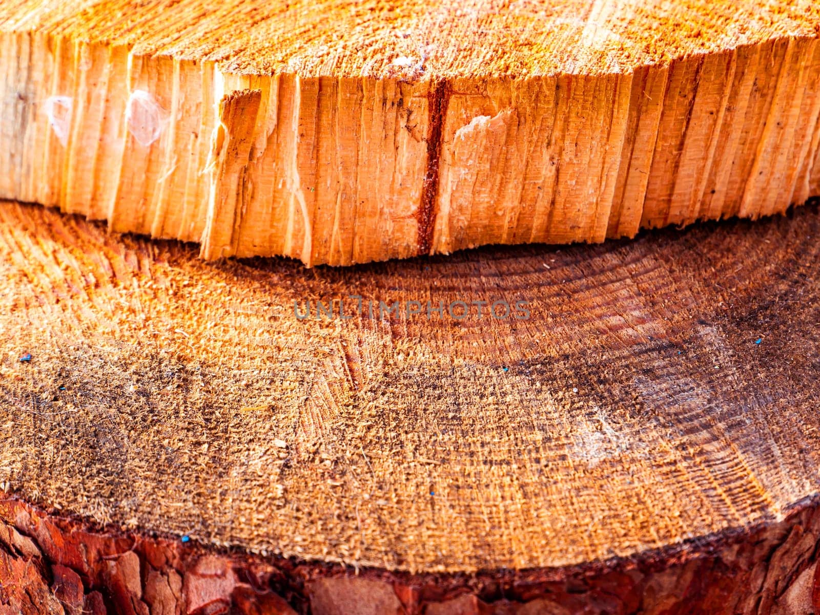 The texture of a transverse crack in a cut of pine wood. Chopped tree. Logging. Background image. Sawmill wood. Deforestation. Pine cut surface structure. Place for text. Texture.