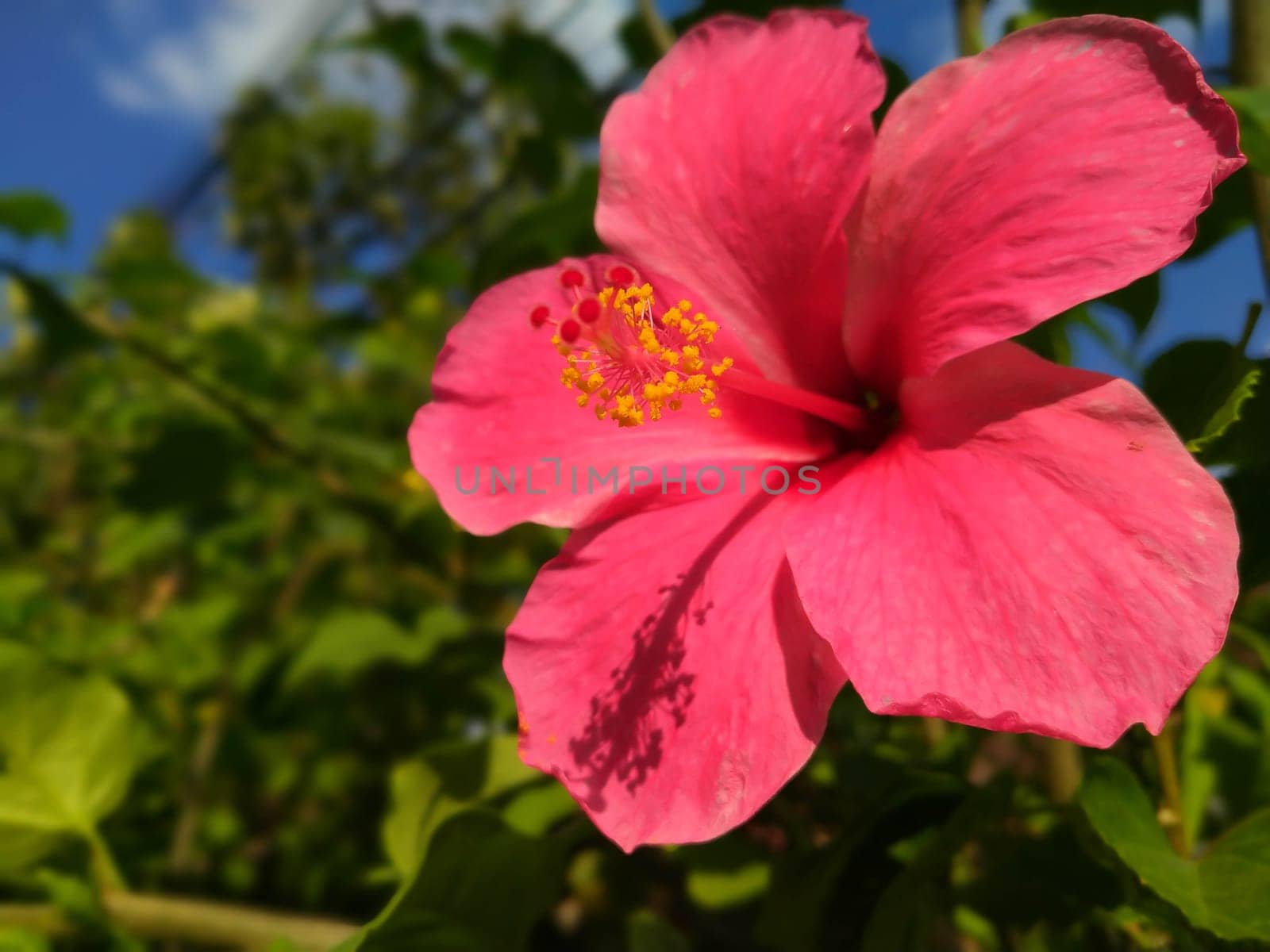 Close up Pink Red hibiscus flower. Tropical-islands and beachside holidays flower. Beautiful Pink Hibiscus Flowers Blossom and Tropical Leaves