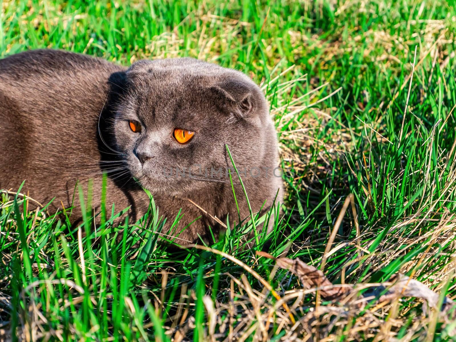 Scottish fold cat on a background of green grass. British gray cat breed. Scottish fold cats. Cats of British pedigree breed. Orange eyes of kittens. Pets. Walking the animals. Predatory animals.