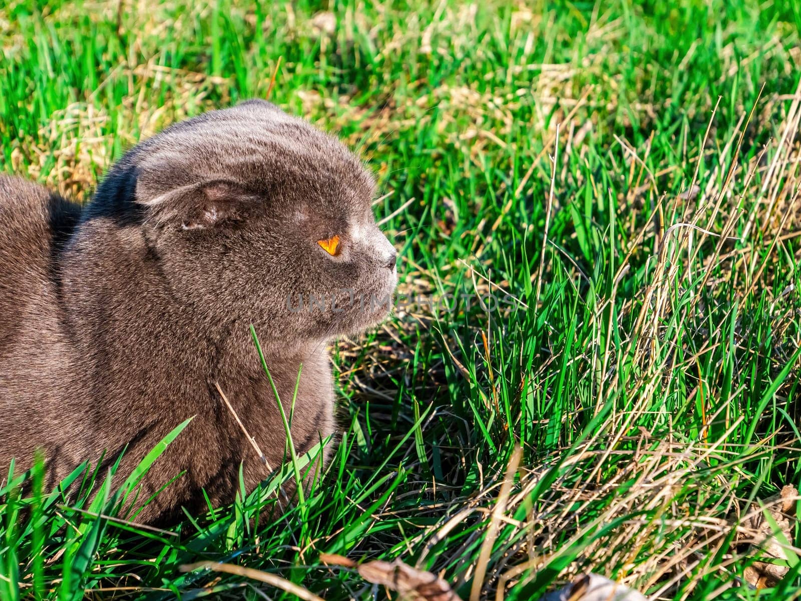Scottish fold cat on a background of green grass. British gray cat breed. Scottish fold cats. Cats of British pedigree breed. Orange eyes of kittens. Pets. Walking the animals. Predatory animals.