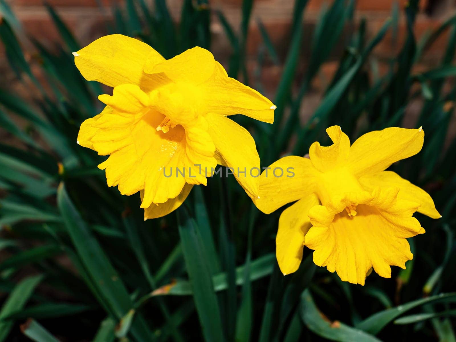Blooming flowers of yellow daffodils with green leaves. Blooming flowers. Yellow daffodil. Plant petal. Garden floriculture. Day of Remembrance. Spring season. Natural background.