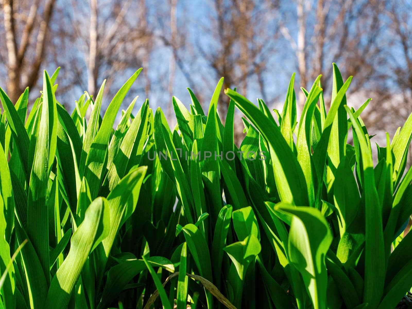 Green leaves of garden plants in spring. Green leaves of flowers. Park flower bed. Spring season. Spring gardening. Seedlings of plants. Background image.