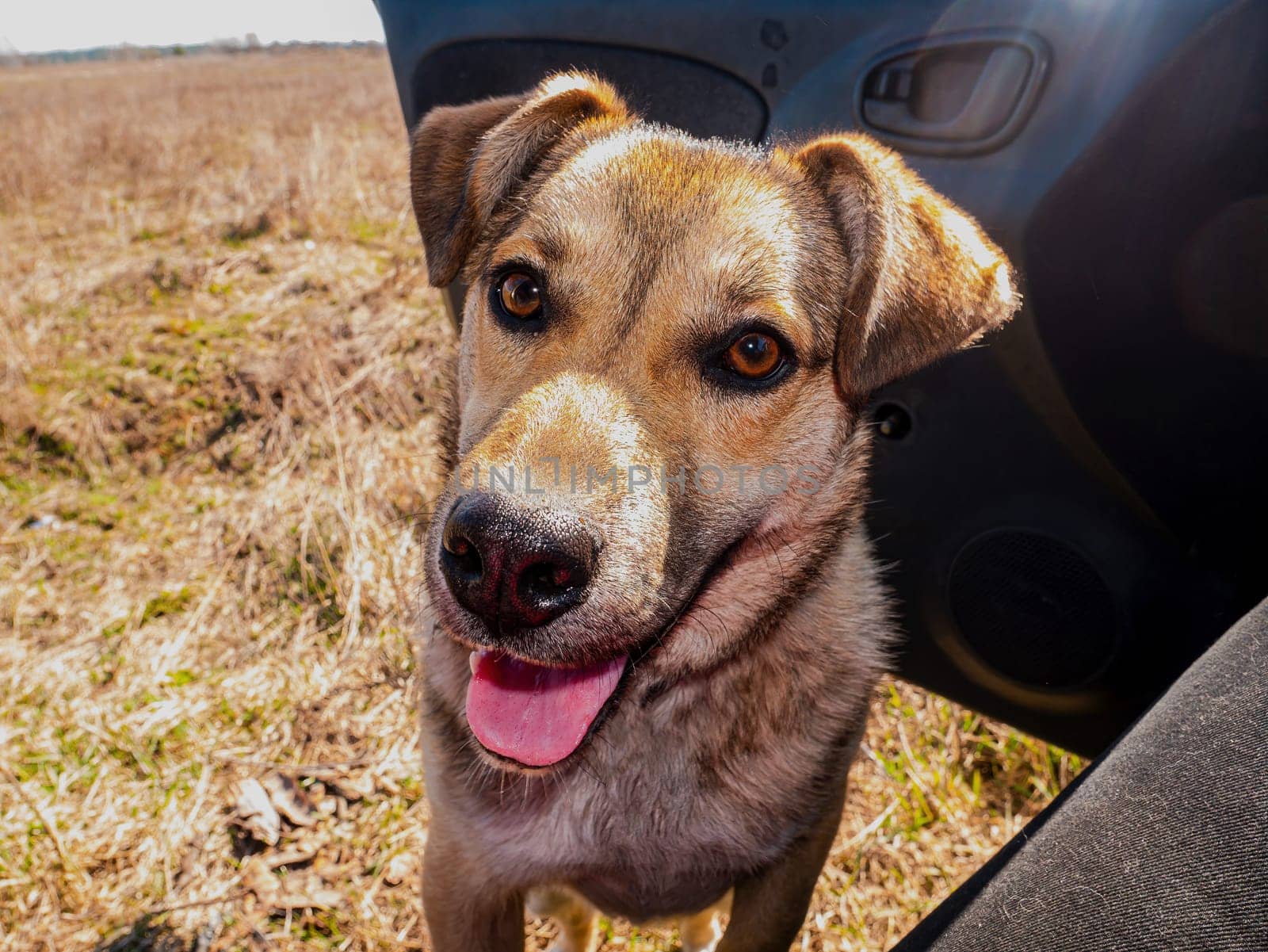 The look of a mongrel dog with drooping ears. Dog eyes. Pets. Puppy tongue. Animal face. Devotion and love. Beauty. Kindness and loyalty. The wool of the living. Background image.