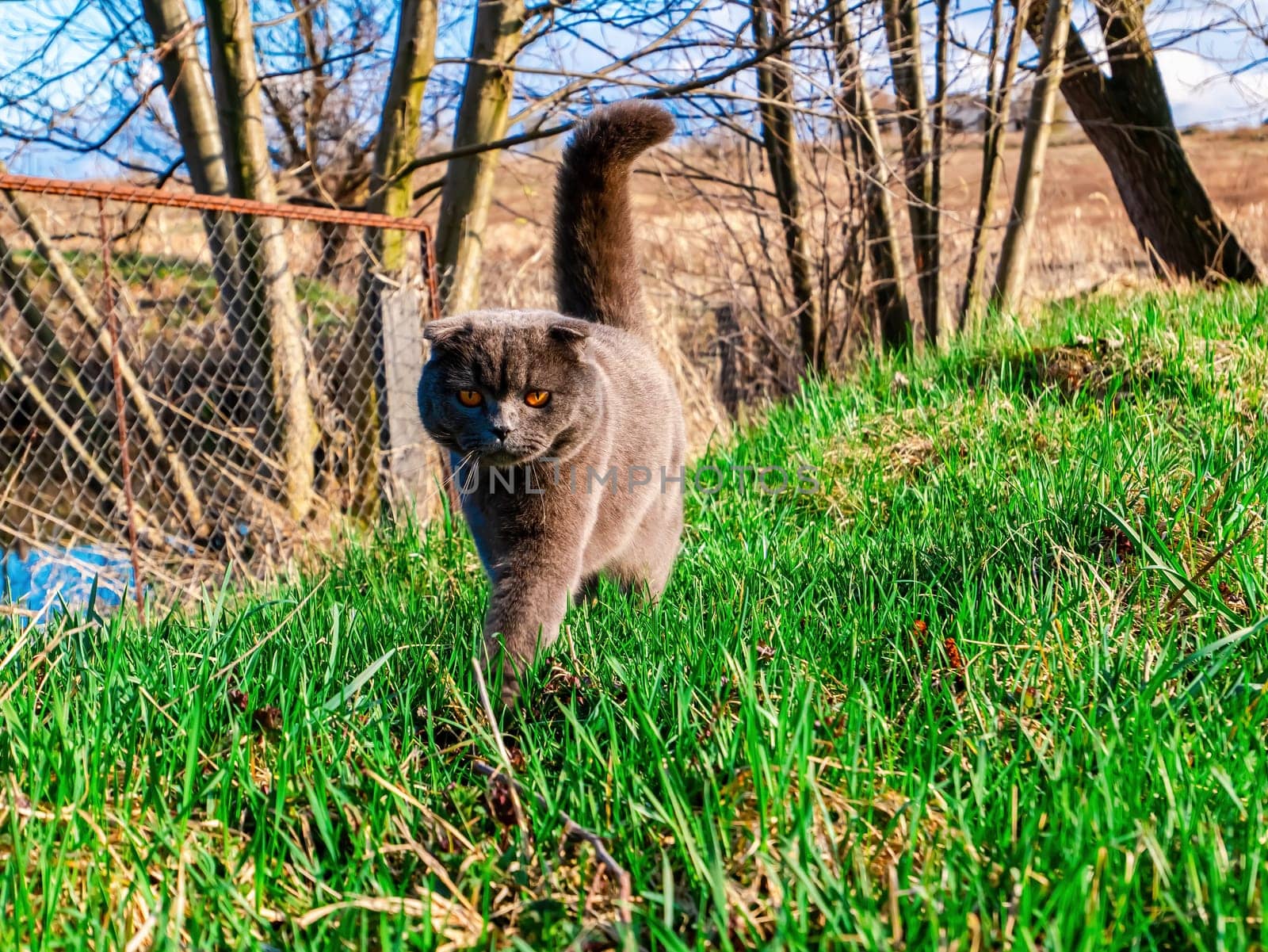 Scottish fold cat on a background of green grass. British gray cat breed. Scottish fold cats. Cats of British pedigree breed. Orange eyes of kittens. Pets. Walking the animals. Predatory animals.