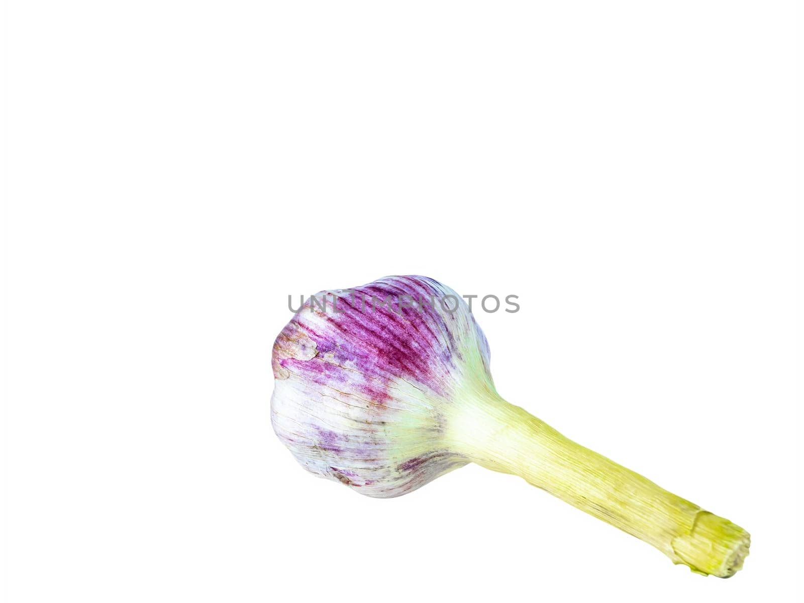 Garlic vegetable bulb on a white background. Allium sativum. Spicy garlic vegetable. Family of onions. Plant of the amaryllidaceae family. Garden plant. Vegetarian food. Spicy raw food.