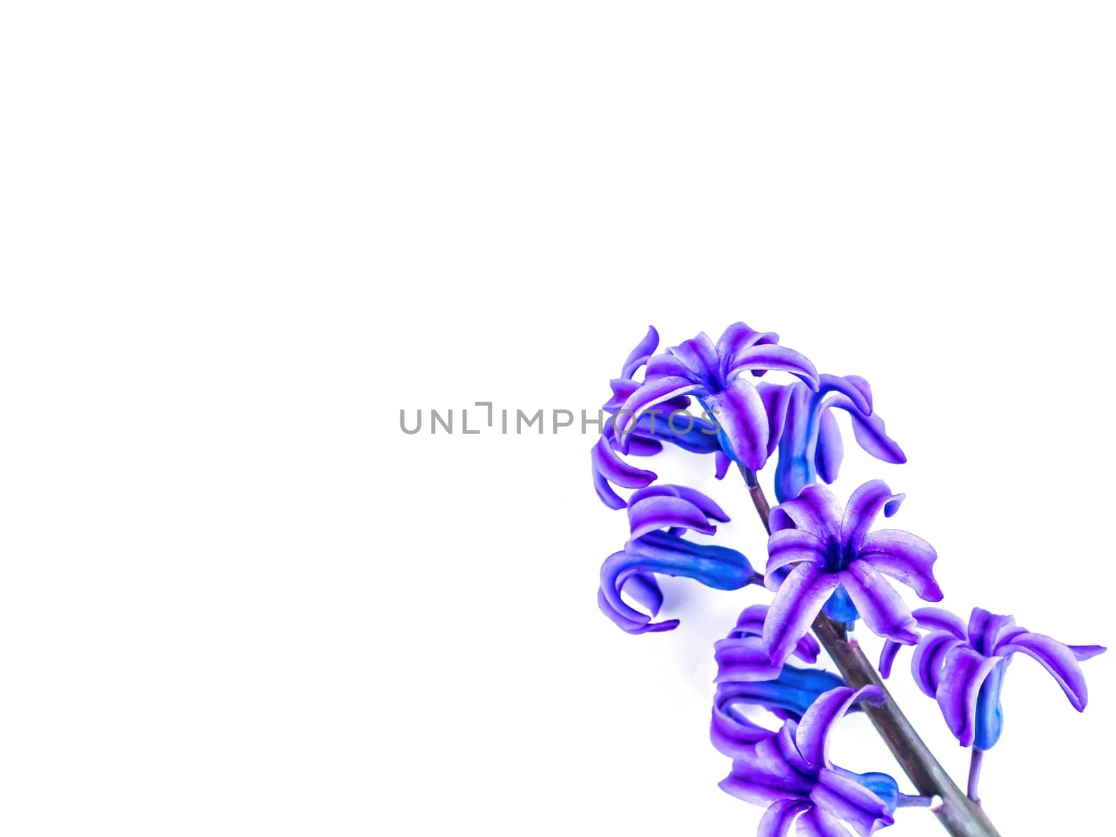 Blooming purple hyacinth flower on a white background. Hyacinthus flower. White background. Hyacinth flowers. Garden floriculture. Spring season. Botany. Background image.