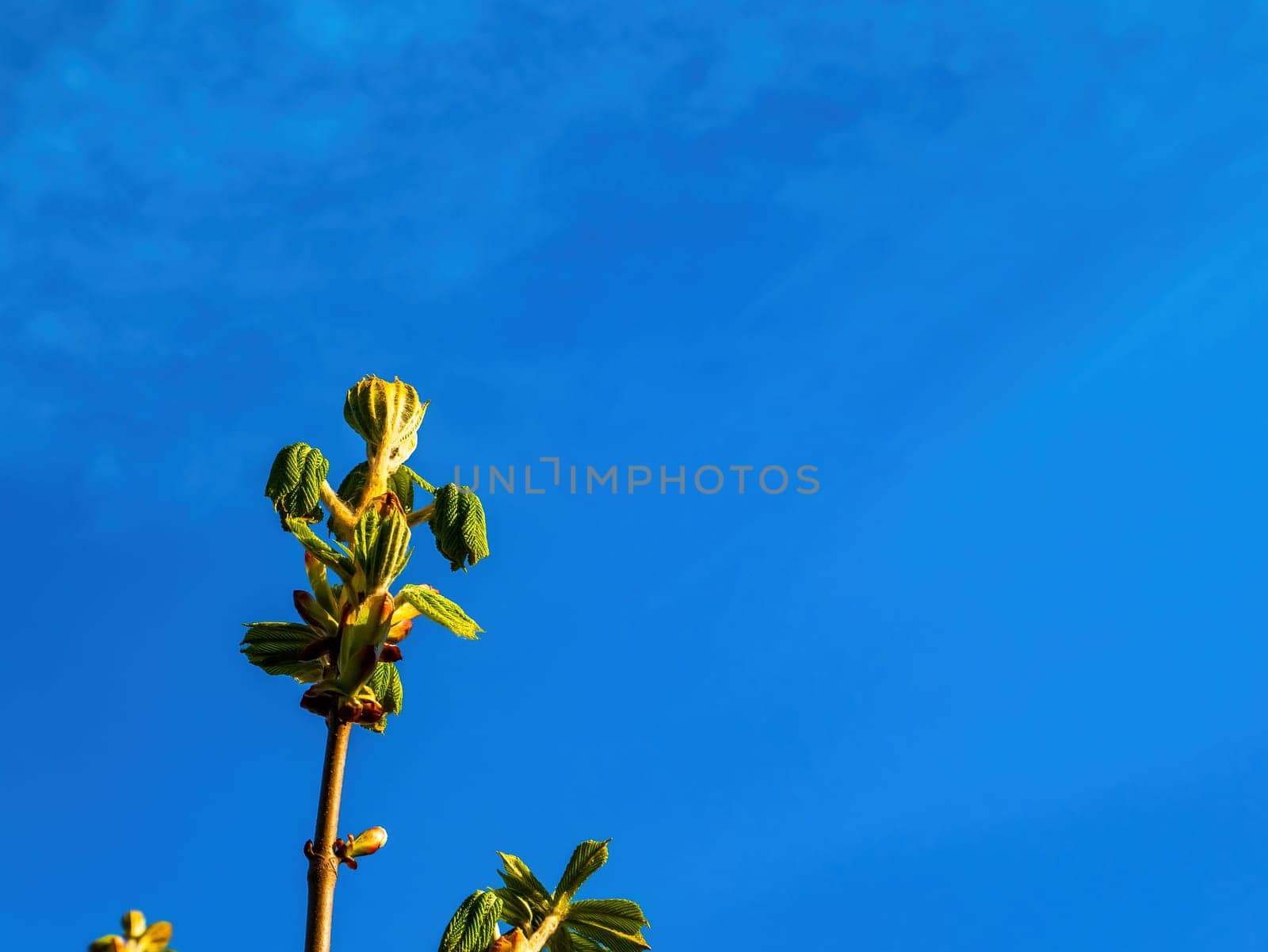 Green shoots of leaves of a chestnut tree on a background of blue sky. Castanea Tourn. Green shoots of trees. Green leaves. Blue sky. Chestnut branch. Spring season. Natural background.