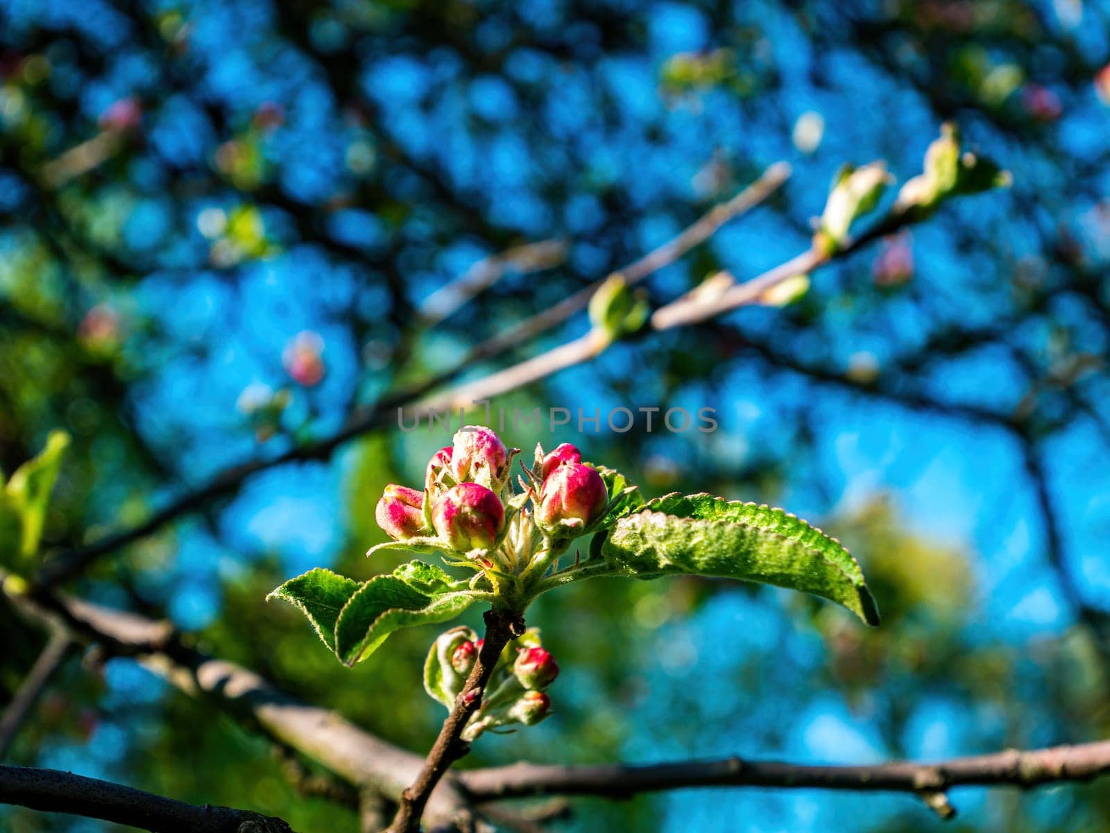 Pink buds of blossoming pear tree flowers. Blooming flowers. Pear tree. Orchard in the spring. Spring season. Agricultural gardening. Fruit farm. Biology. Beauty. Blue sky. Natural background.