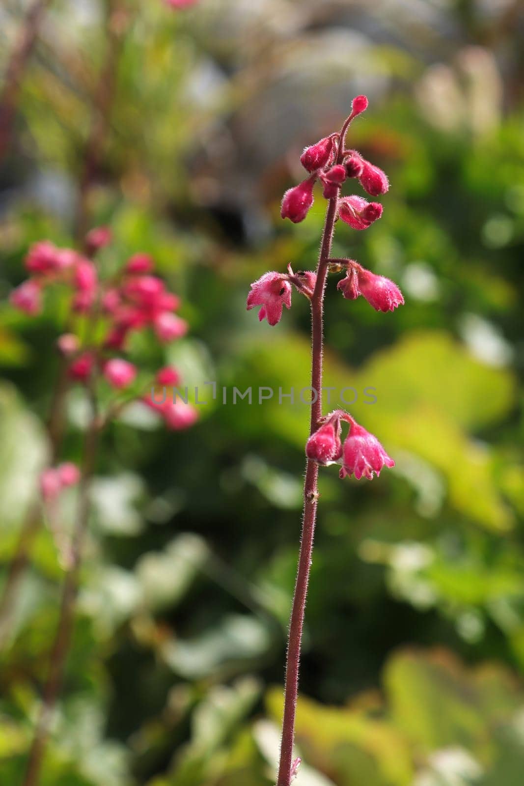 A tall stalk of pink flowers on a heuchera plant.