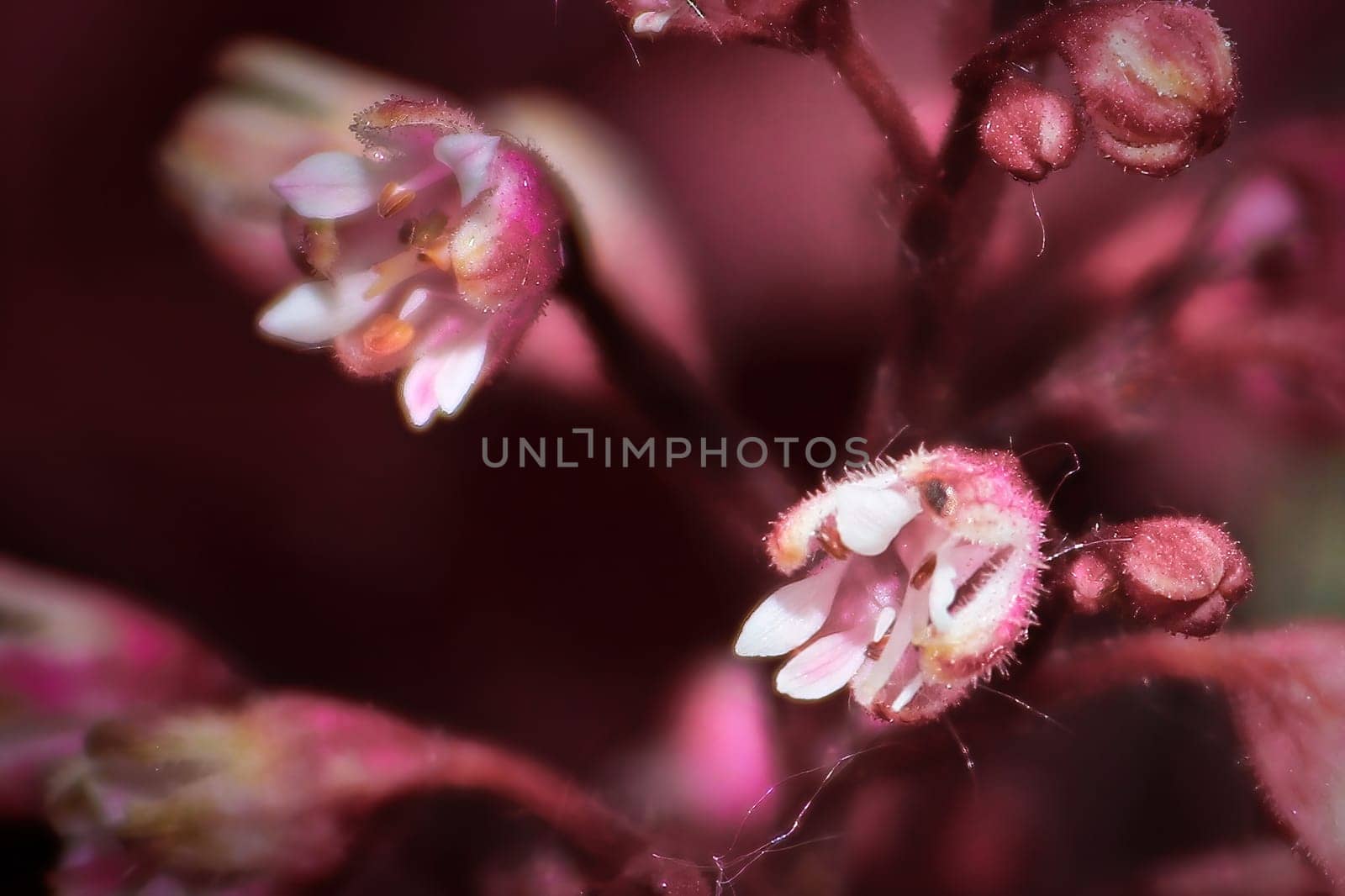 Macro of delicate flowers on a coral bell heuchera plant.