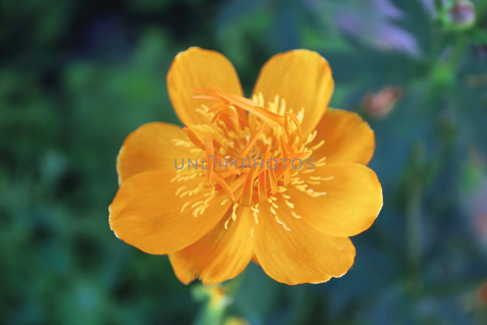 Closeup of orange Globe Flowers in bloom.