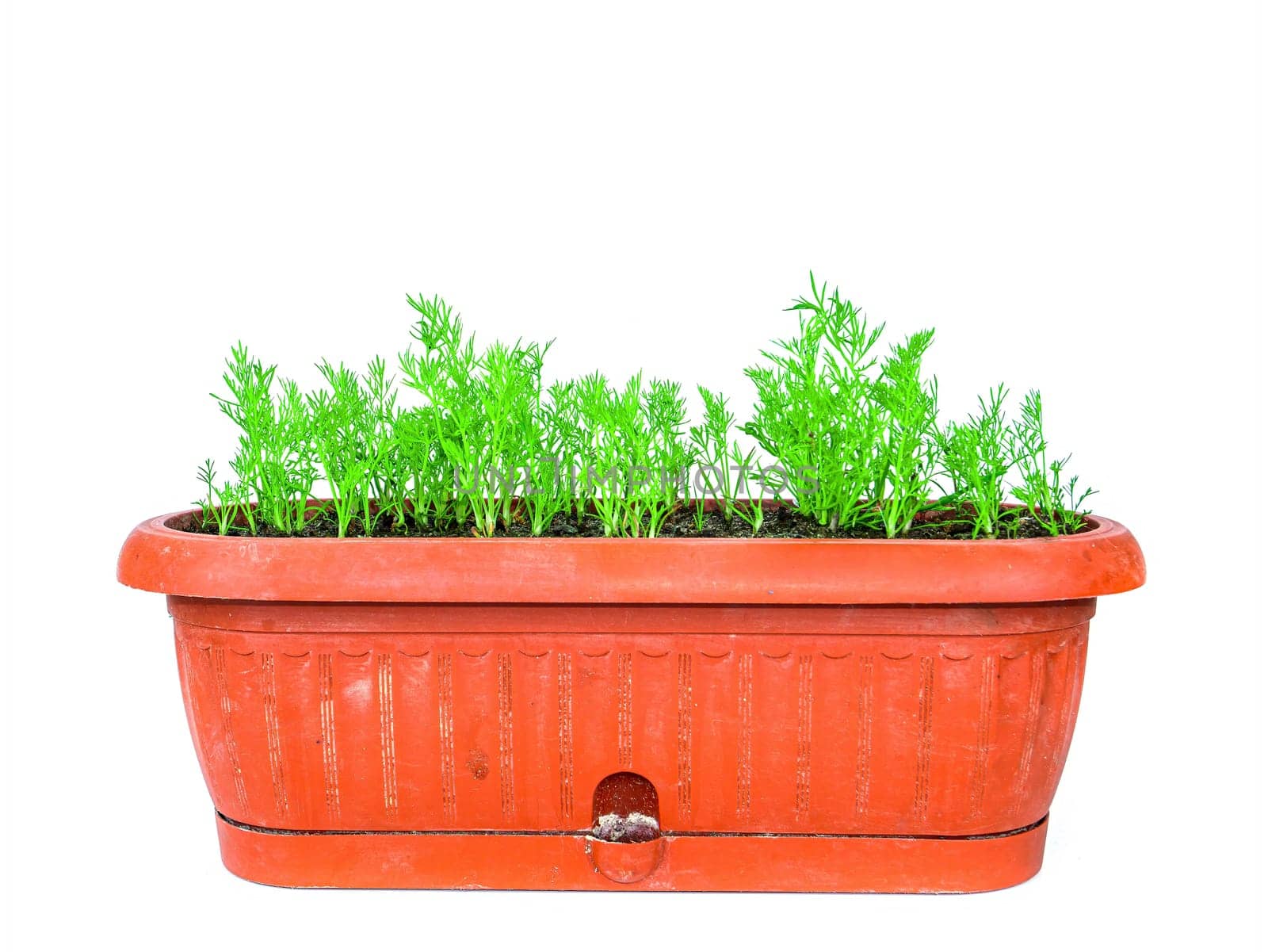 Green seedlings of dill seedlings in a plastic box. Anethum graveolens. Dill plant. Seedlings of agricultural plants. Plastic containers. White background. Spring season.