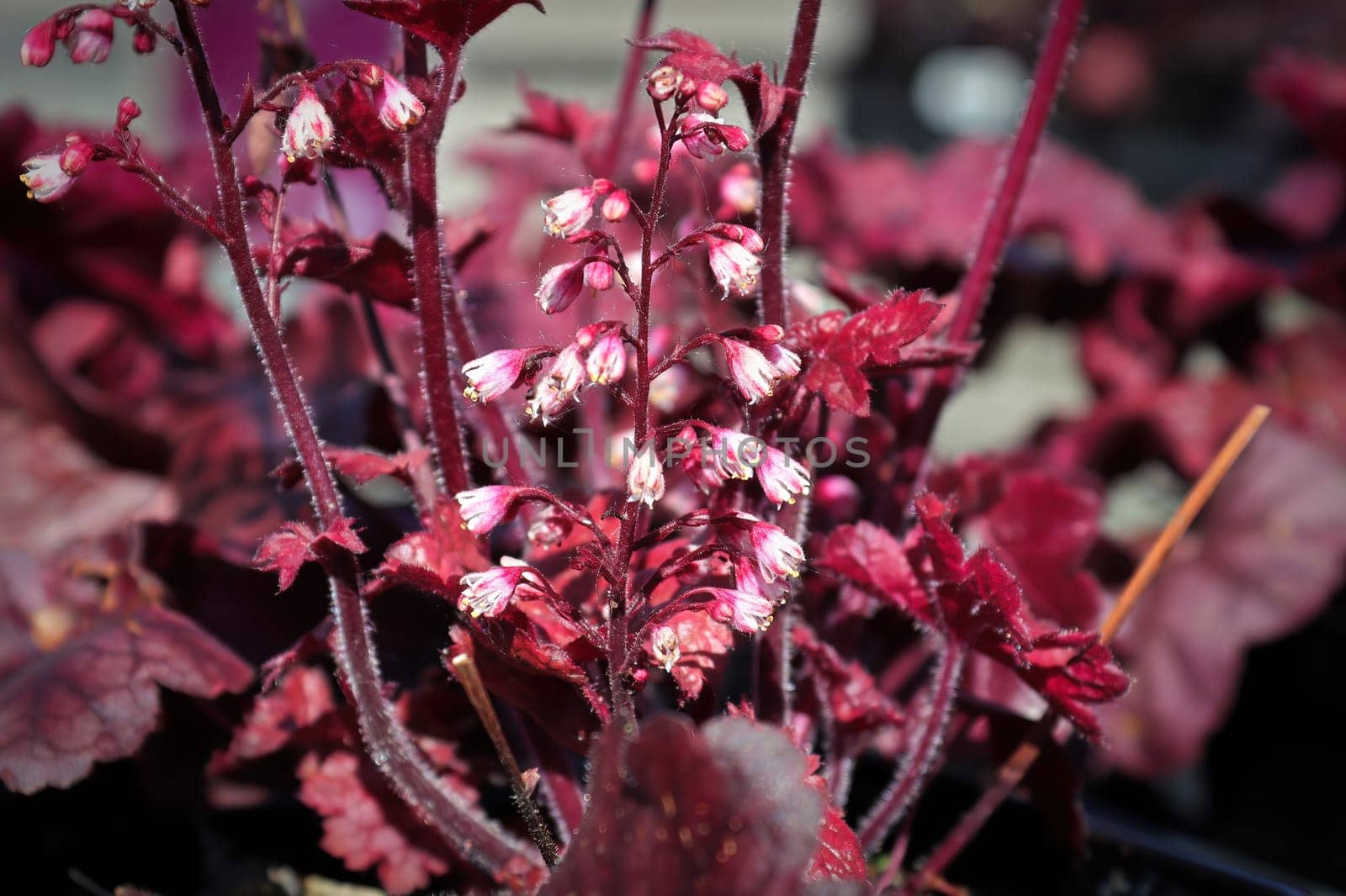 A stem of pink flowers growing on a coral bells plant.